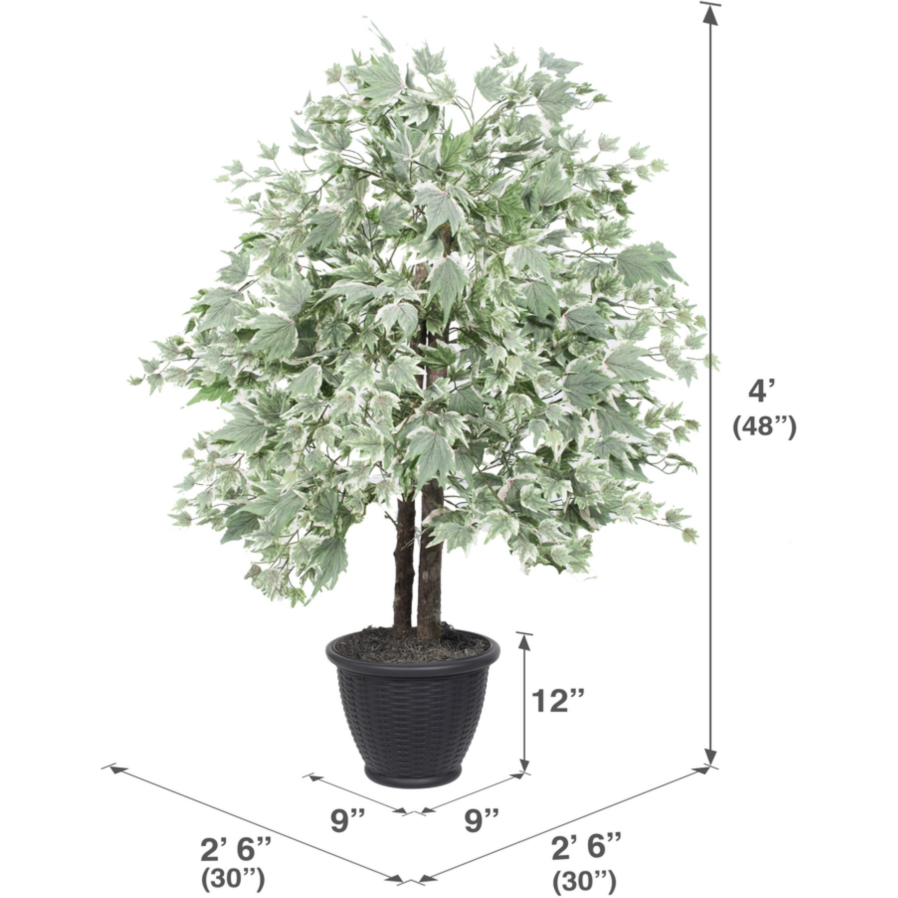 4' Silver Maple Bush in Gray Plastic Pot