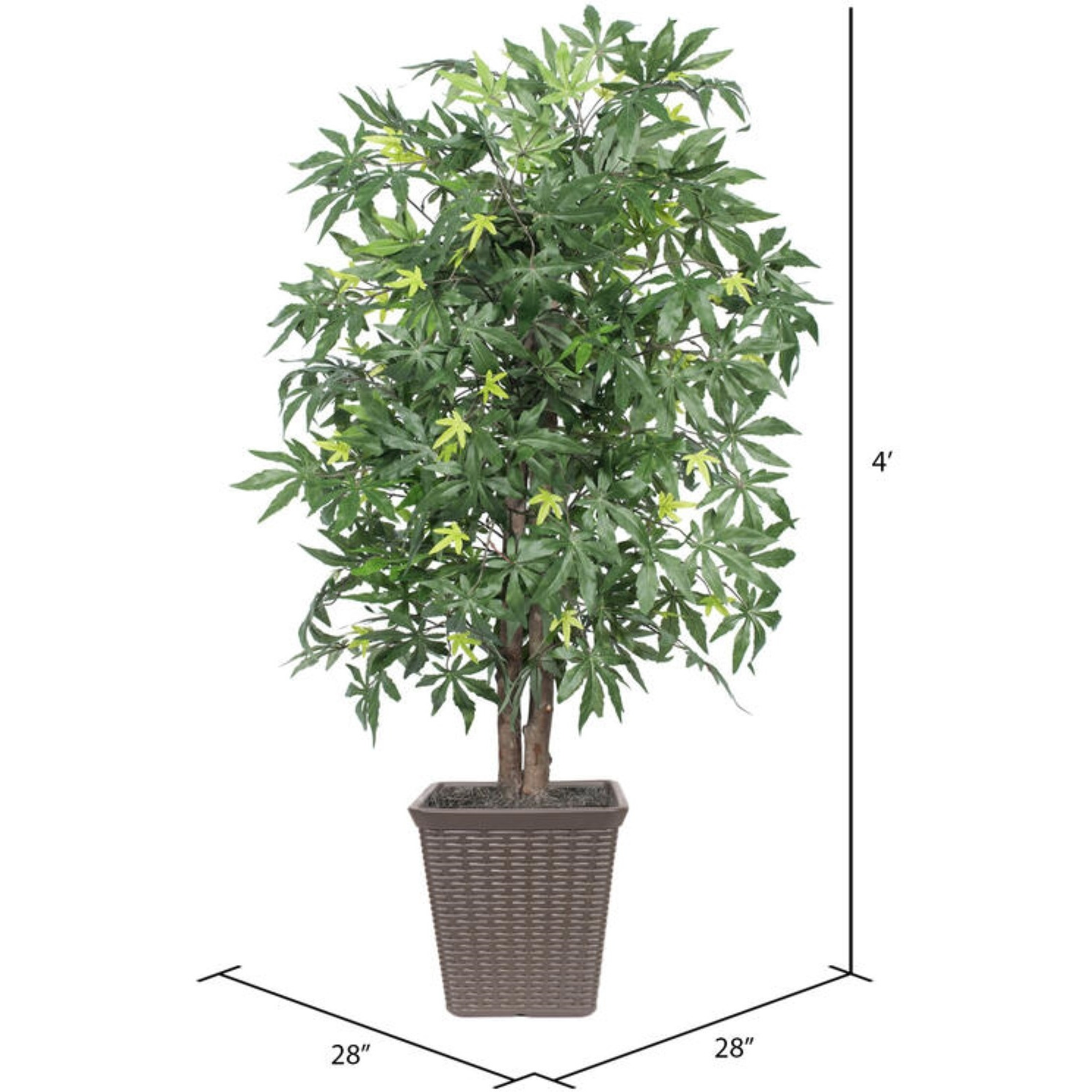 4' Japanese Maple Square Brown Cont