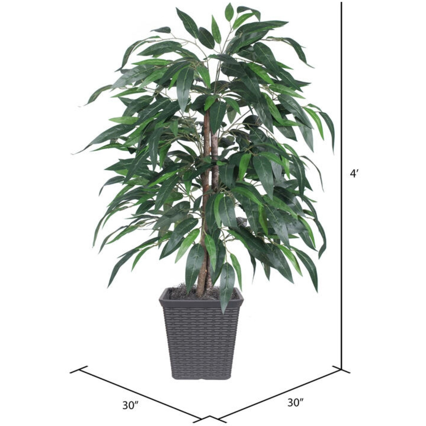 4' Mango Bush Square Gray Container
