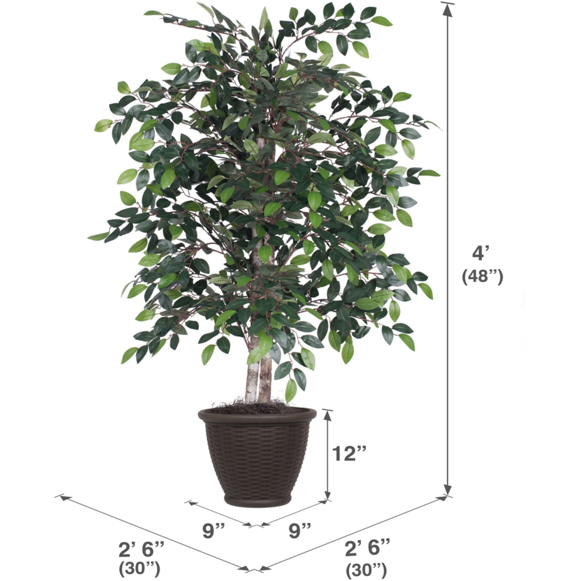 4' Mini Ficus Bush in Brown Plastic Pot