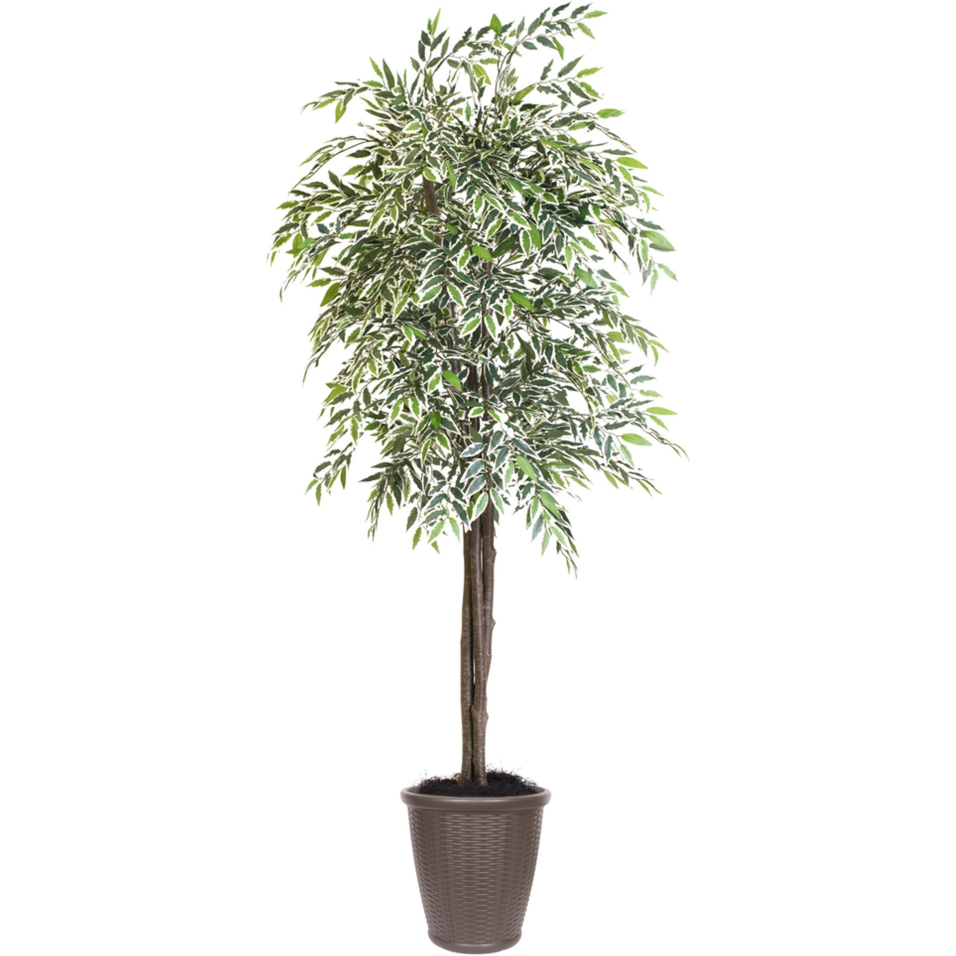 6' Varigated Smilax Deluxe Rnd Brown