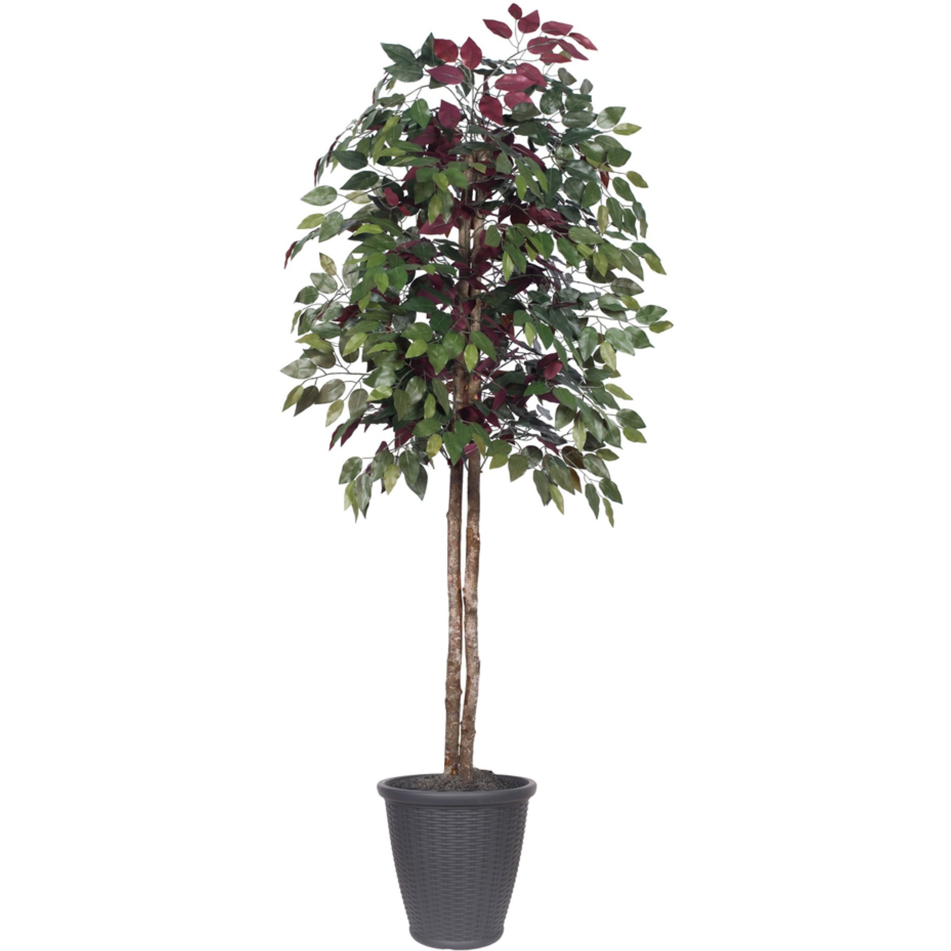 6' Capensia tree Round Gray Container