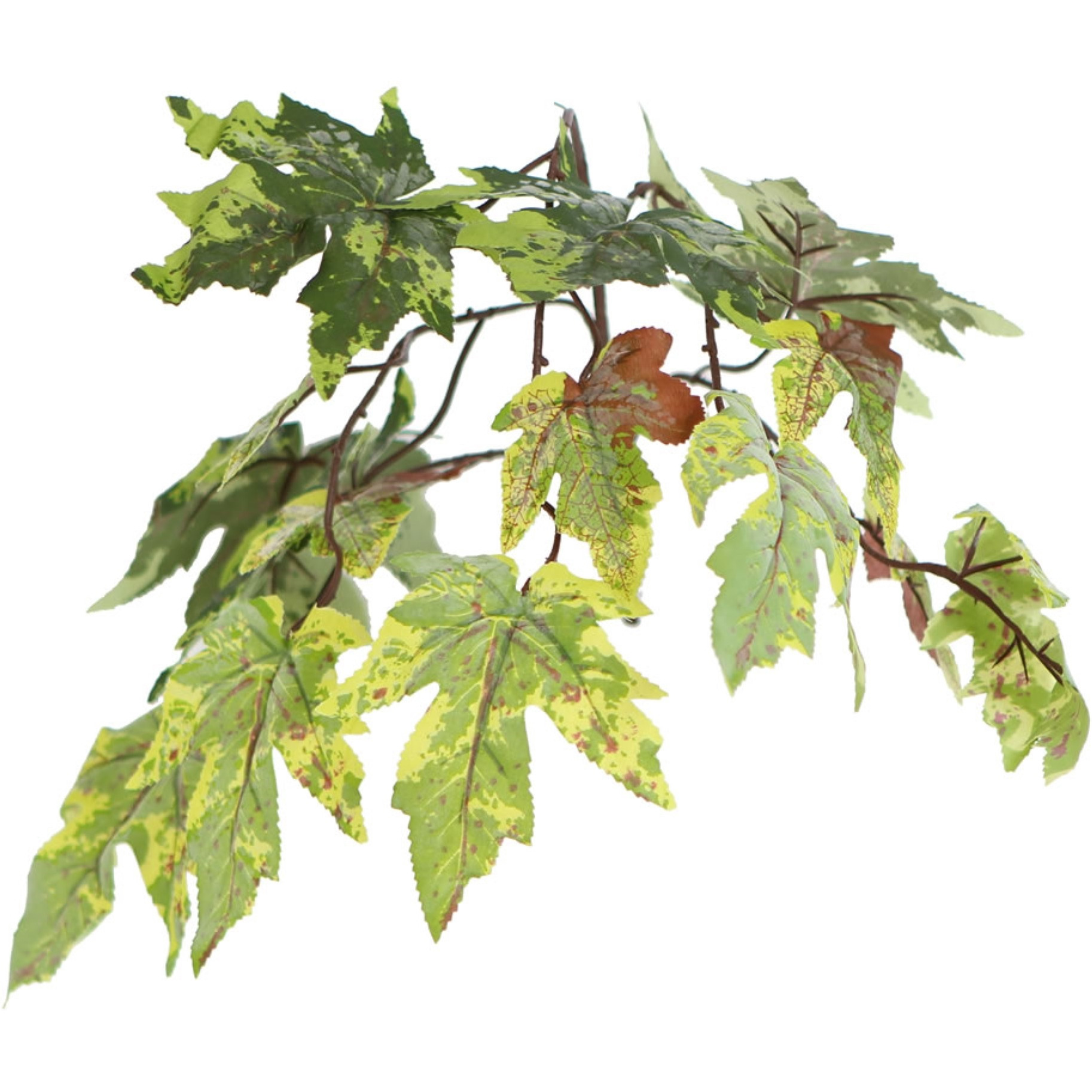 6' Frosted Maple tree Round Gray Cont