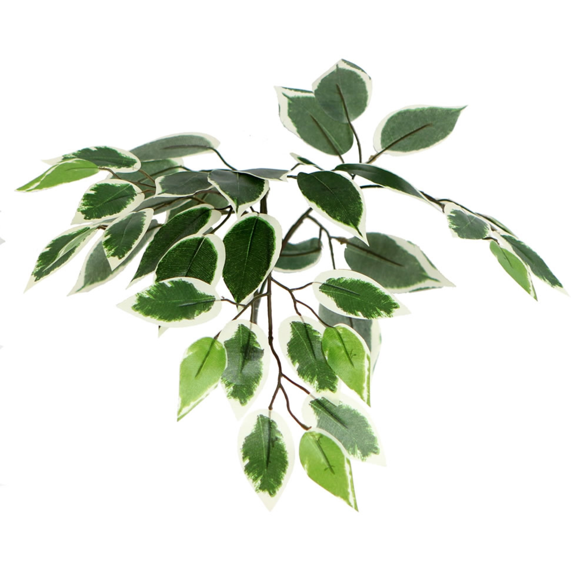 6' Variegated Ficus Executive Rnd Brown