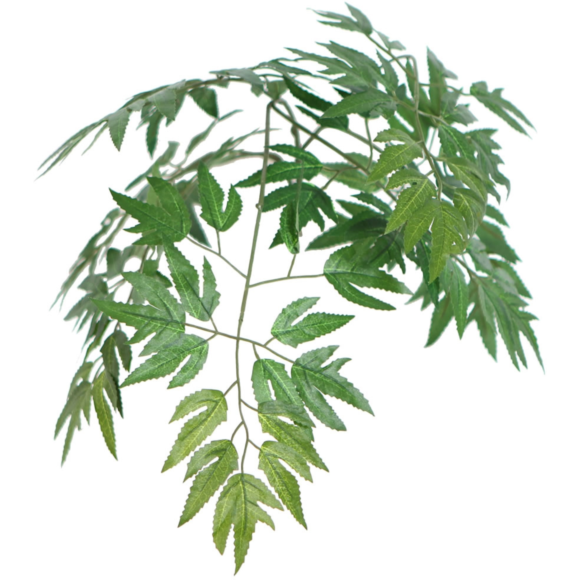 6' Ming Aralia Executive Rnd Brown Cont