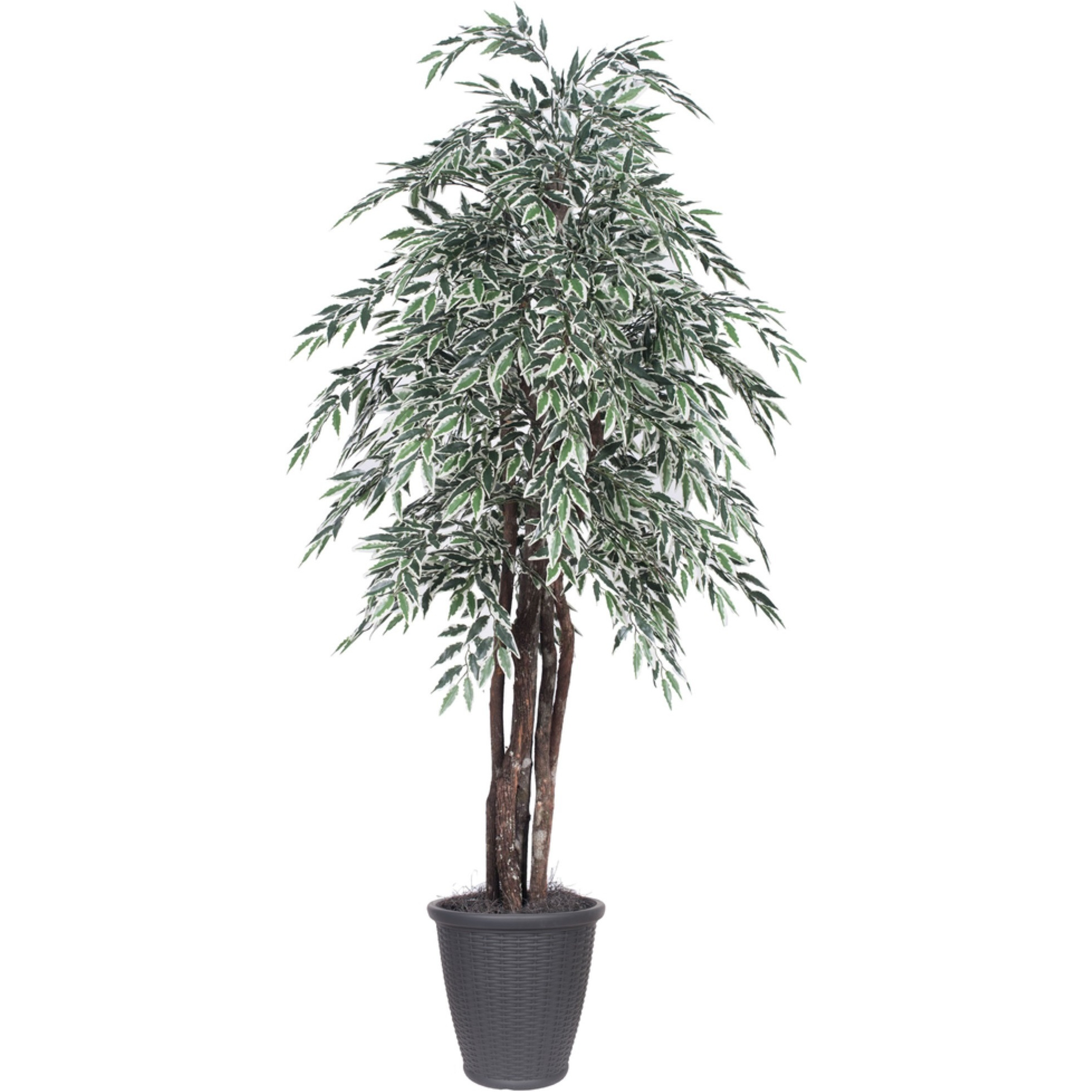 6' Variegated Smilax Executive Rnd Gray