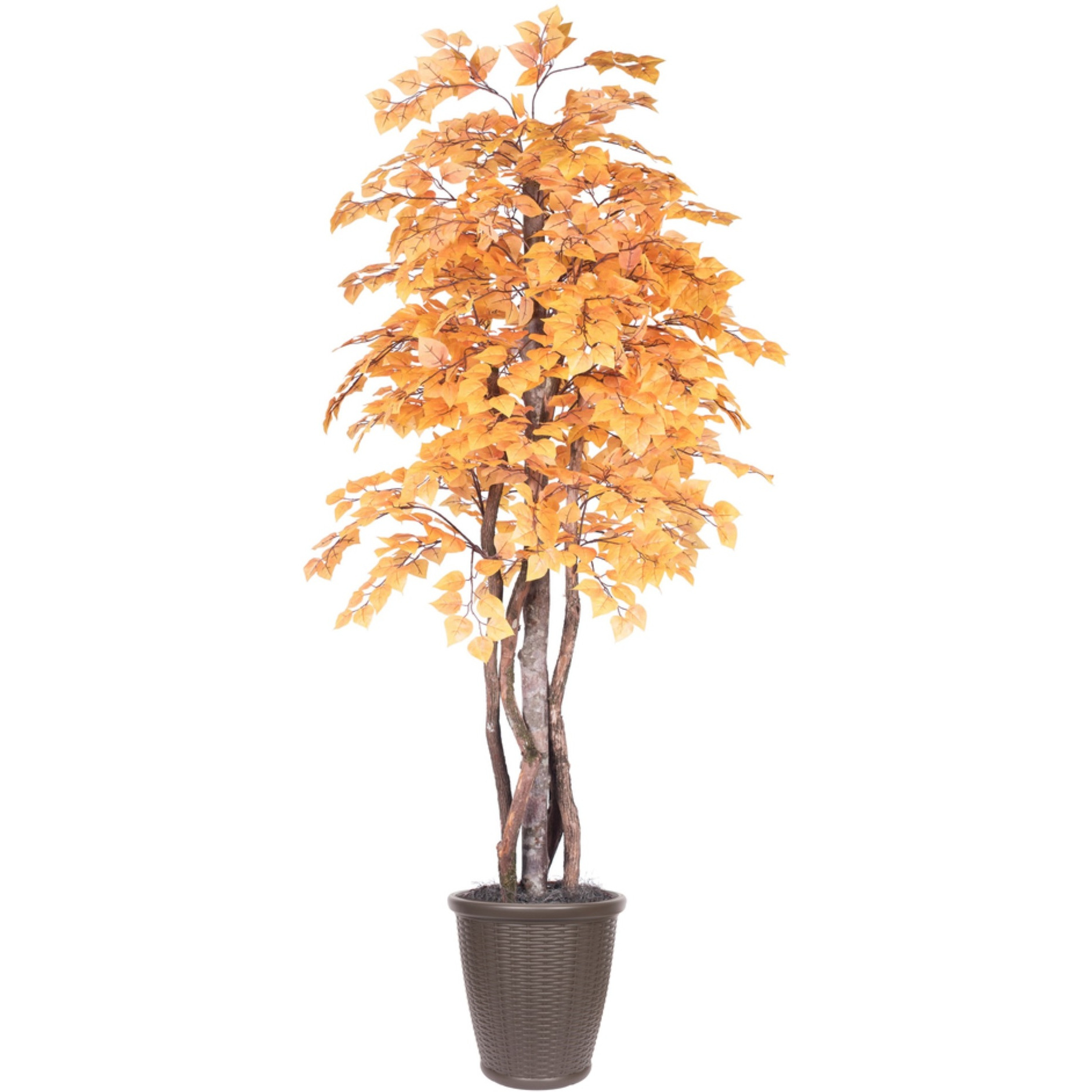 6' Golden Aspen Executive Rnd Brown Cont