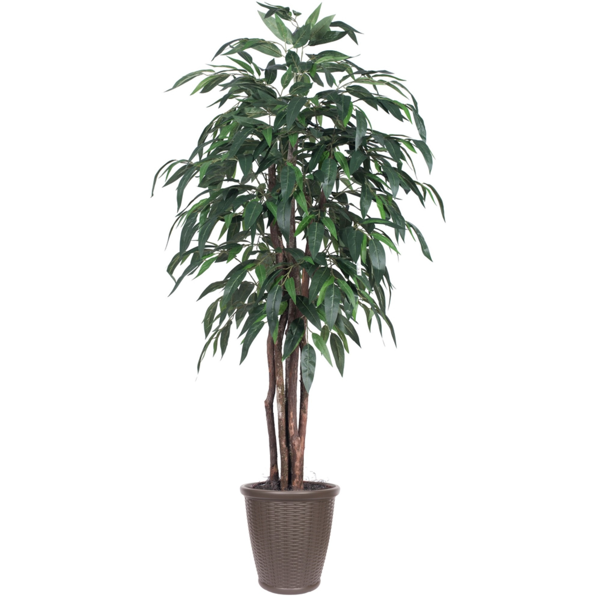 6' Mango Executive Round Brown Cont