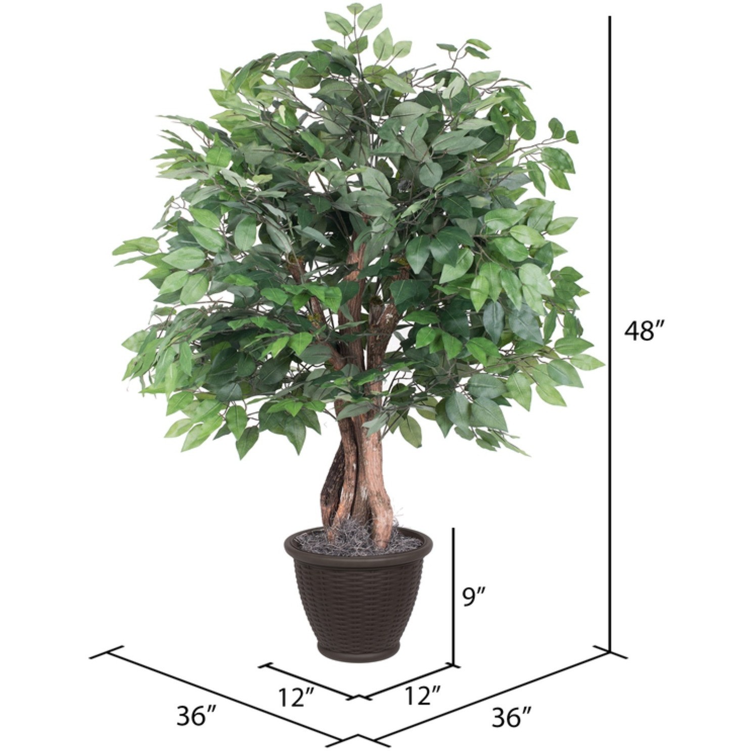 4' Ficus Extra Full in Plastic Container