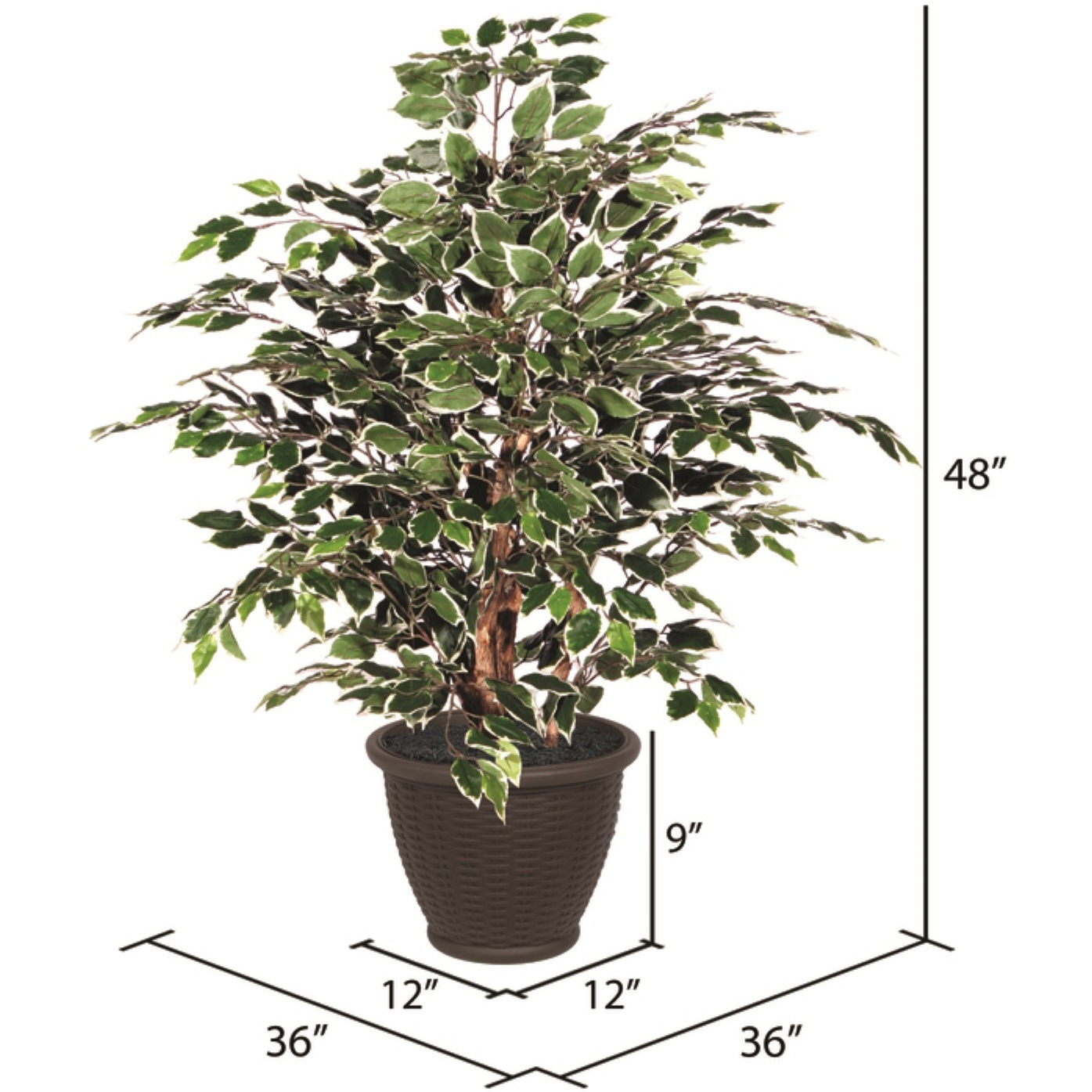 4' Variegated Extra Full in Plastic Cont