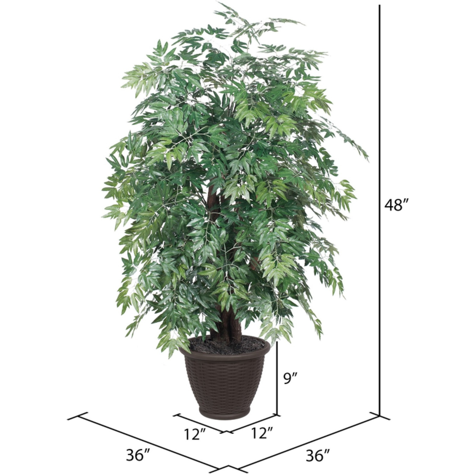 4' Ming Aralia Extra Full in Plastic Con