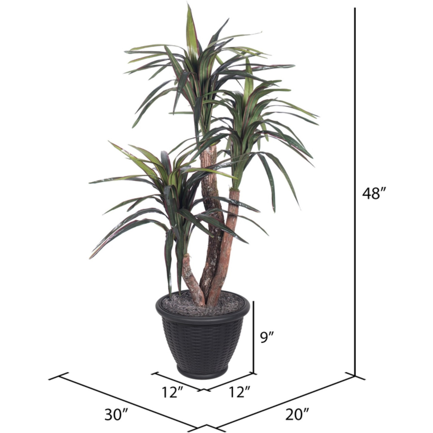 4' Marginata Extra Full in Gray Pot