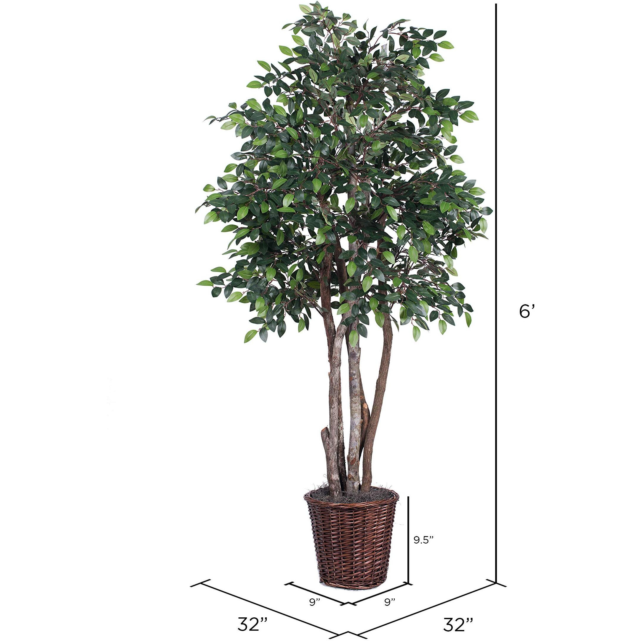 Vickerman 6' Mini Ficus Executive - TEX4260