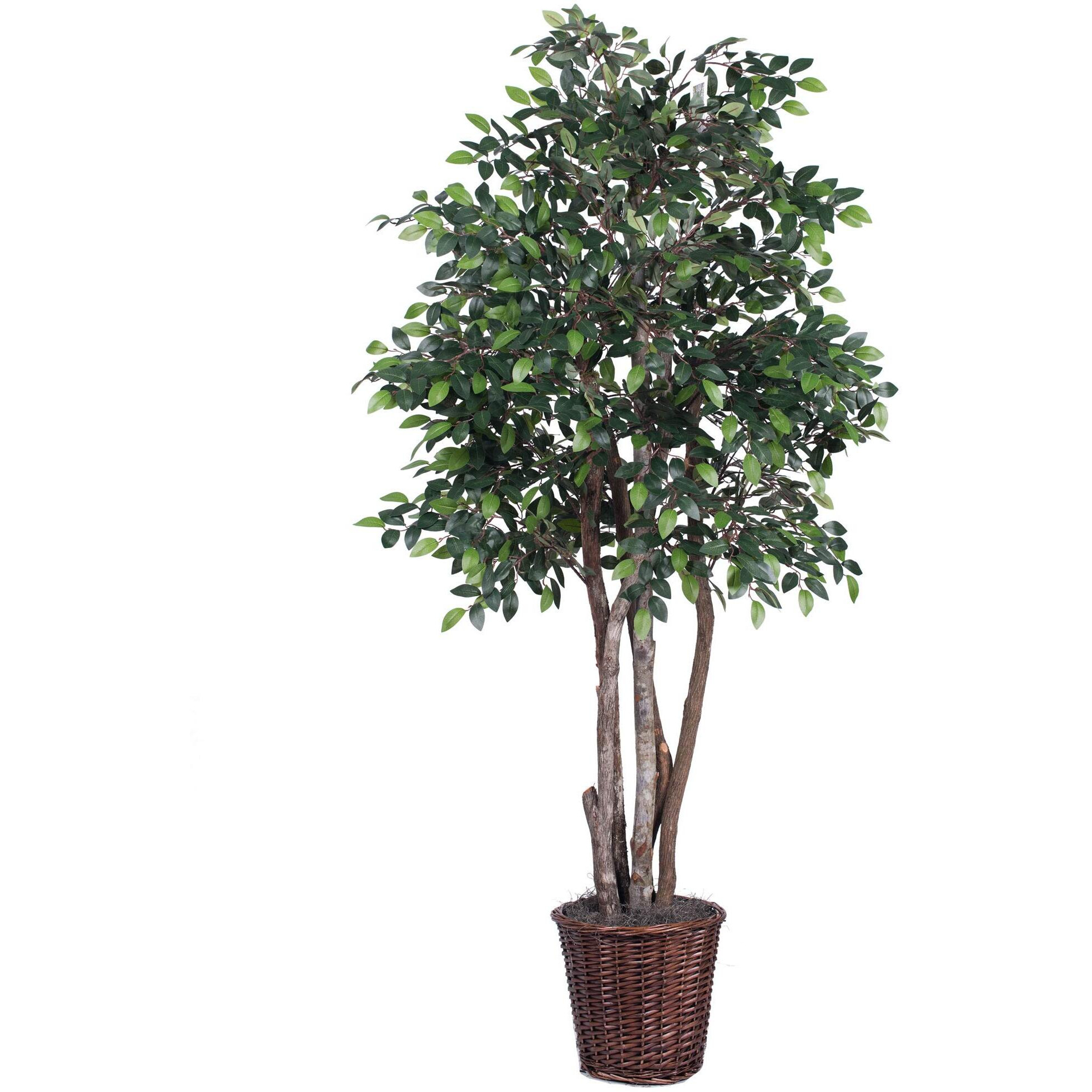 Vickerman 6' Mini Ficus Executive - TEX4260