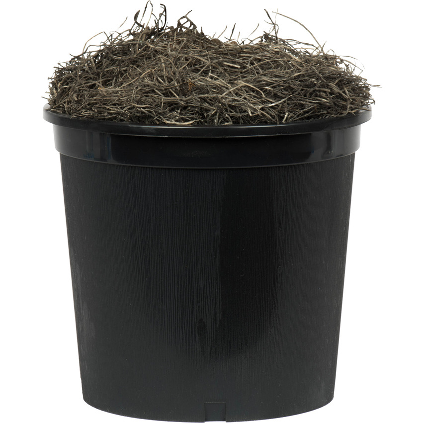 Vickerman 4' Golden Aspen Bush in Blk Pot - TBU2240-06