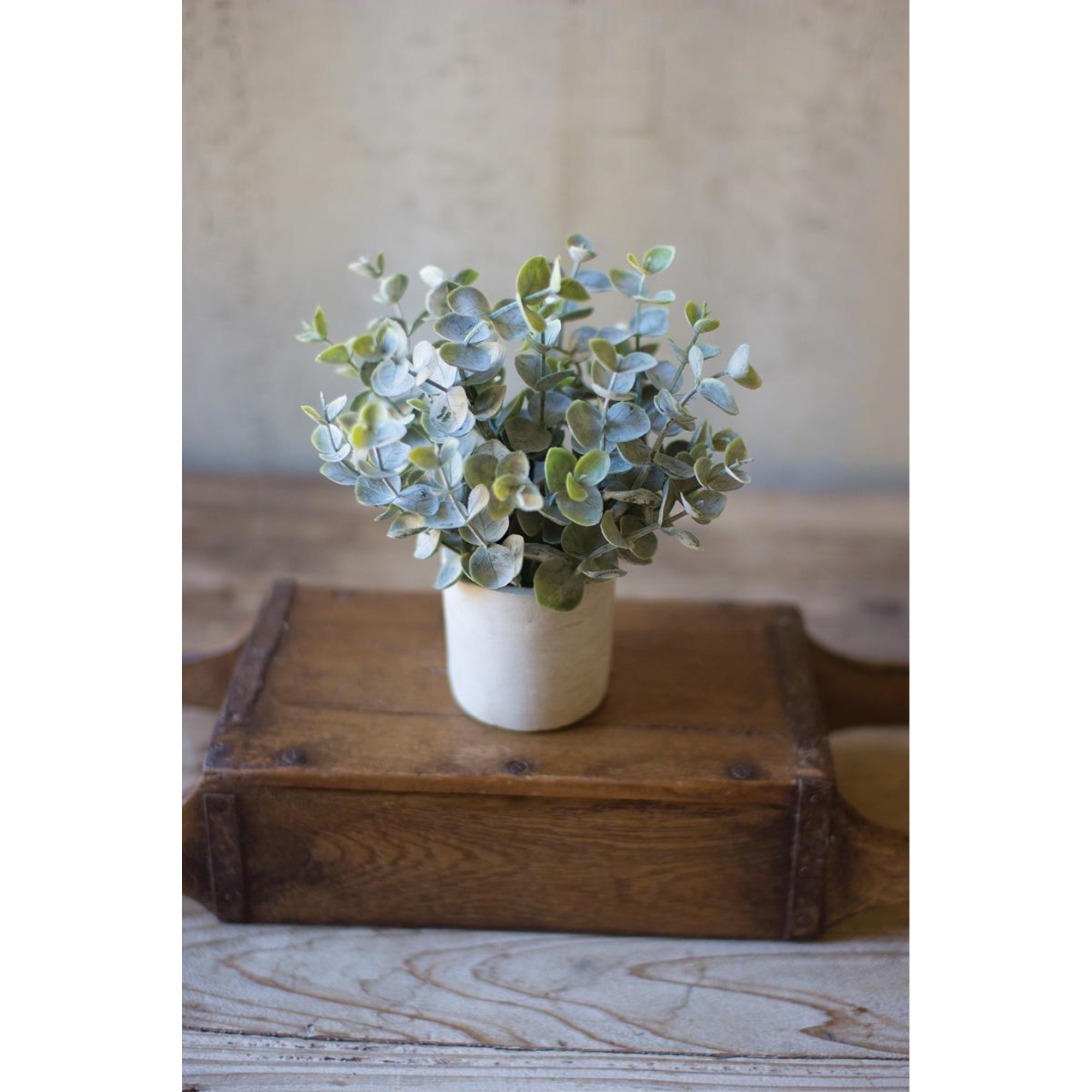 BOXWOOD SAGE PLANT IN CONCRETE POT