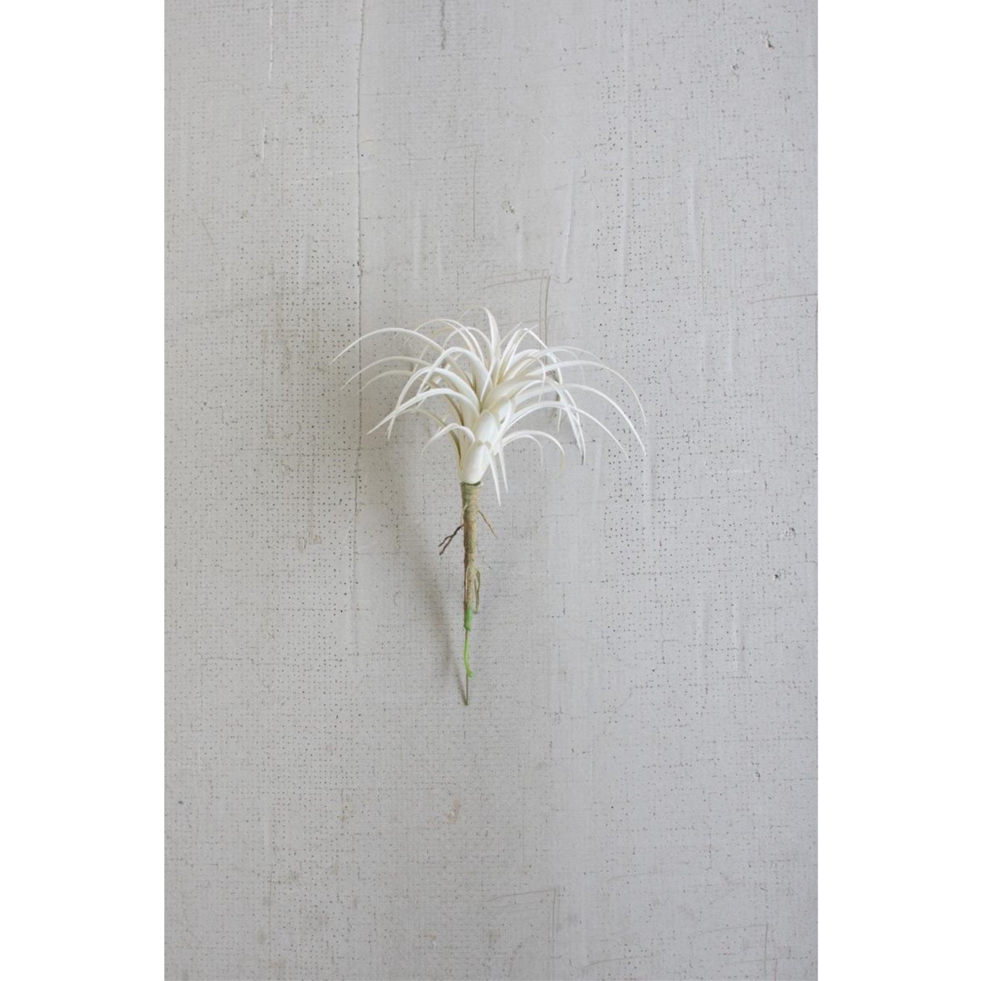 WHITE AIR PLANT SMALL
