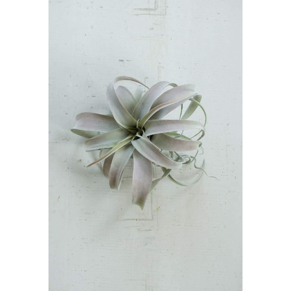 EXTRA LARGE TILLANDSIA PLANT