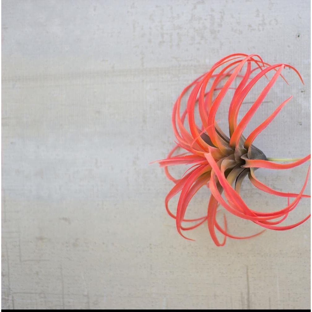 FLOCKING RED AIR PLANT