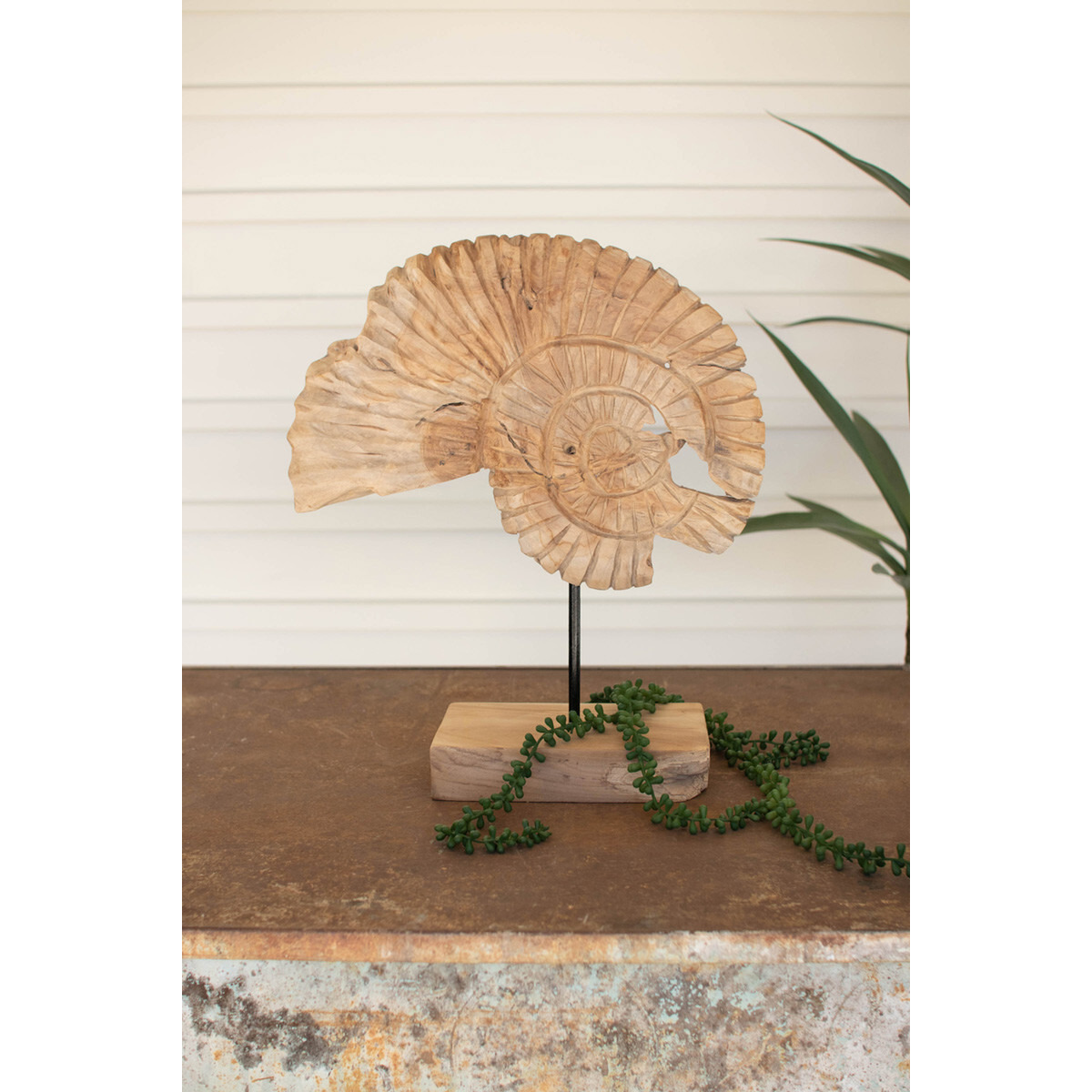 TEAK NAUTILUS SHELL ON A STAND