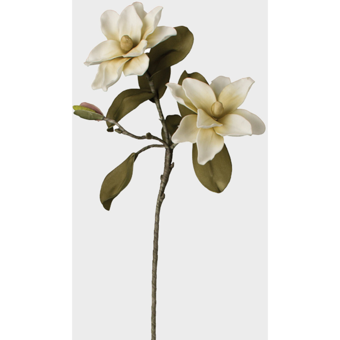 BOTANICA 2015