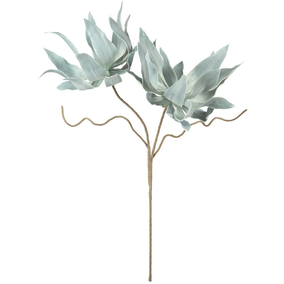 BOTANICA 2547