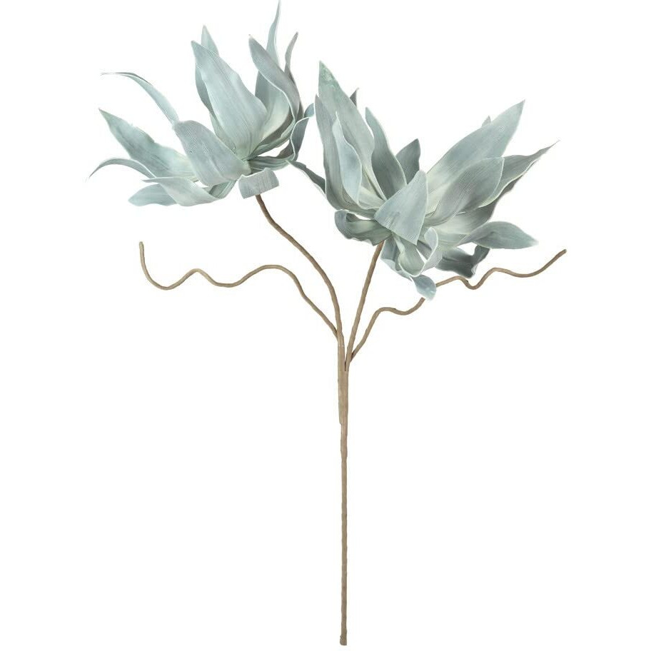 BOTANICA 2547
