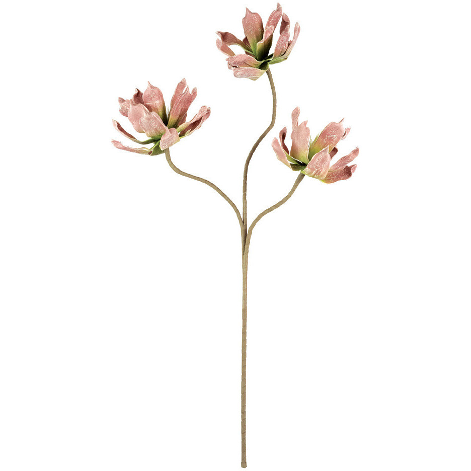 BOTANICA 2559