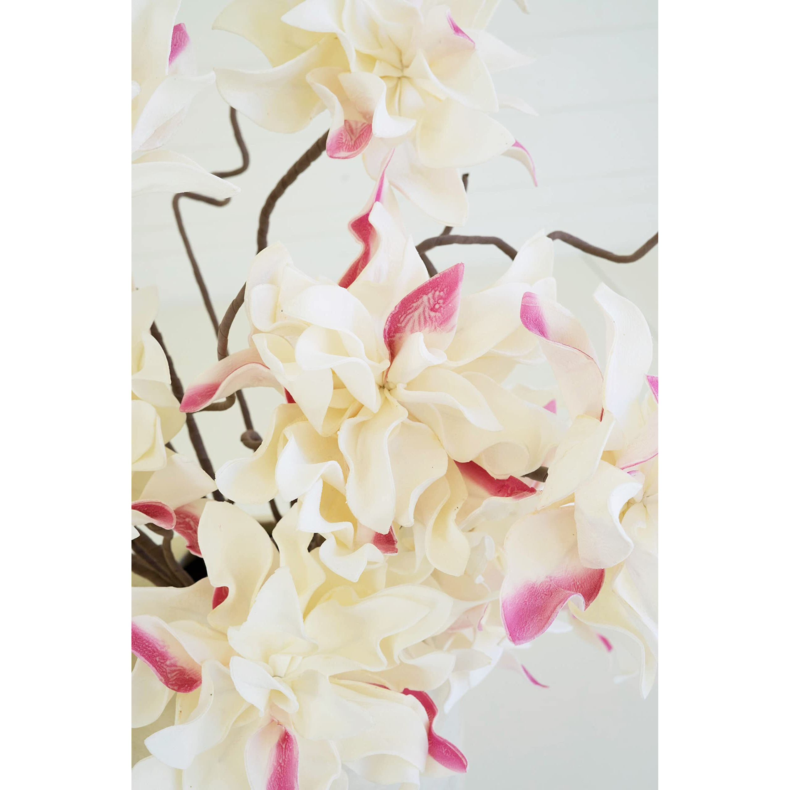 BOTANICA 2666
