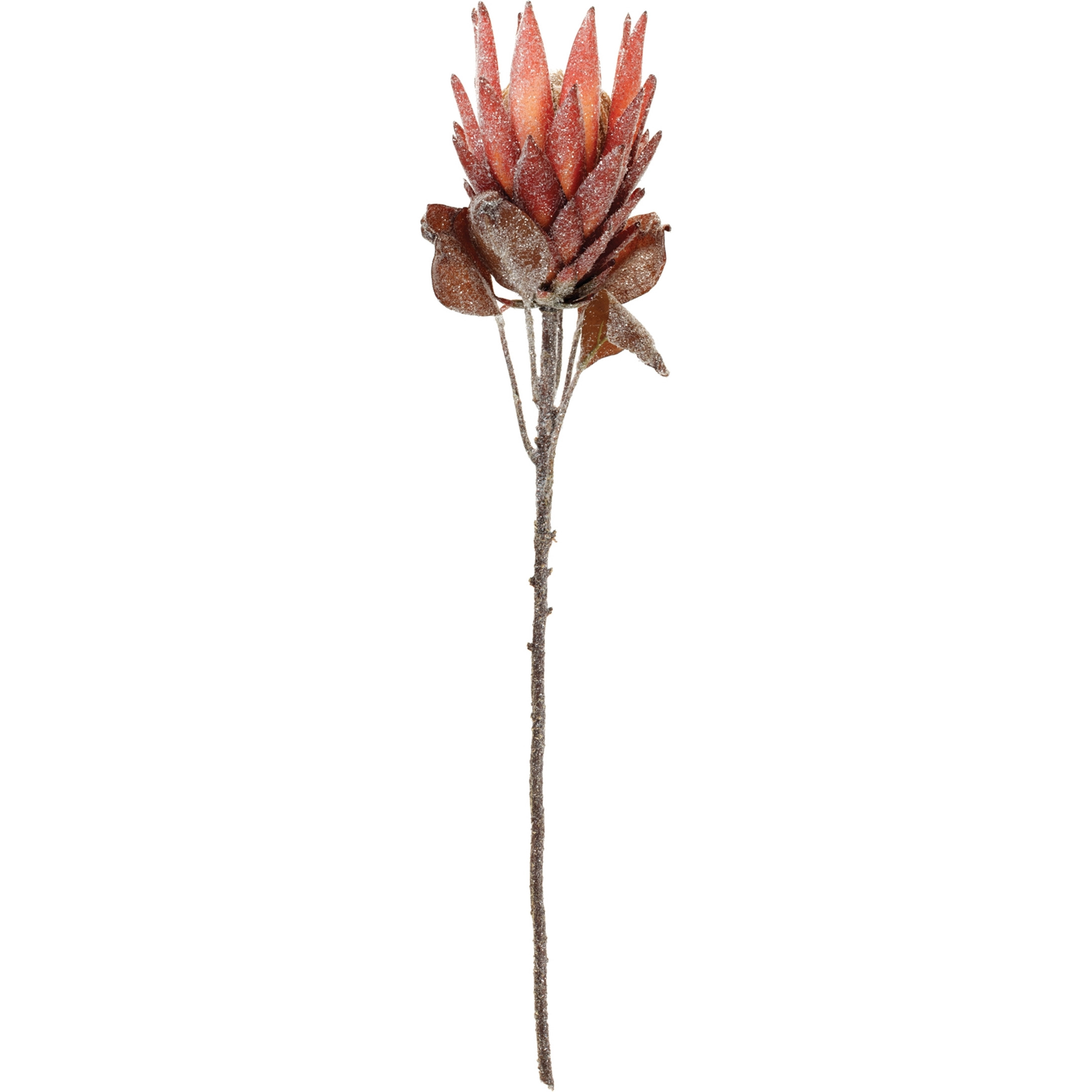 Red Protea Flower Stem (Set of 2)