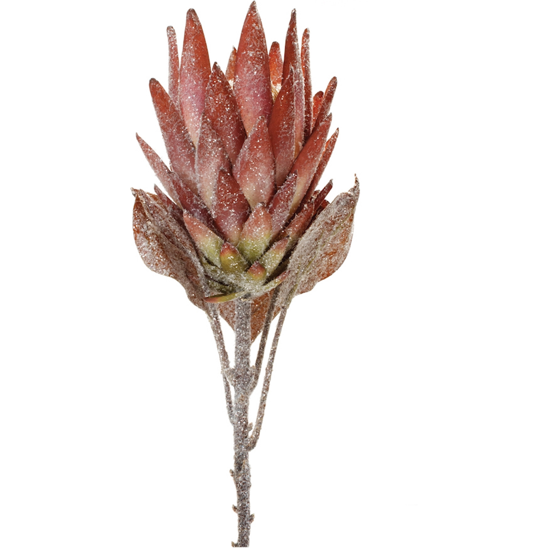 Orange Protea Flower Stem (Set of 2)
