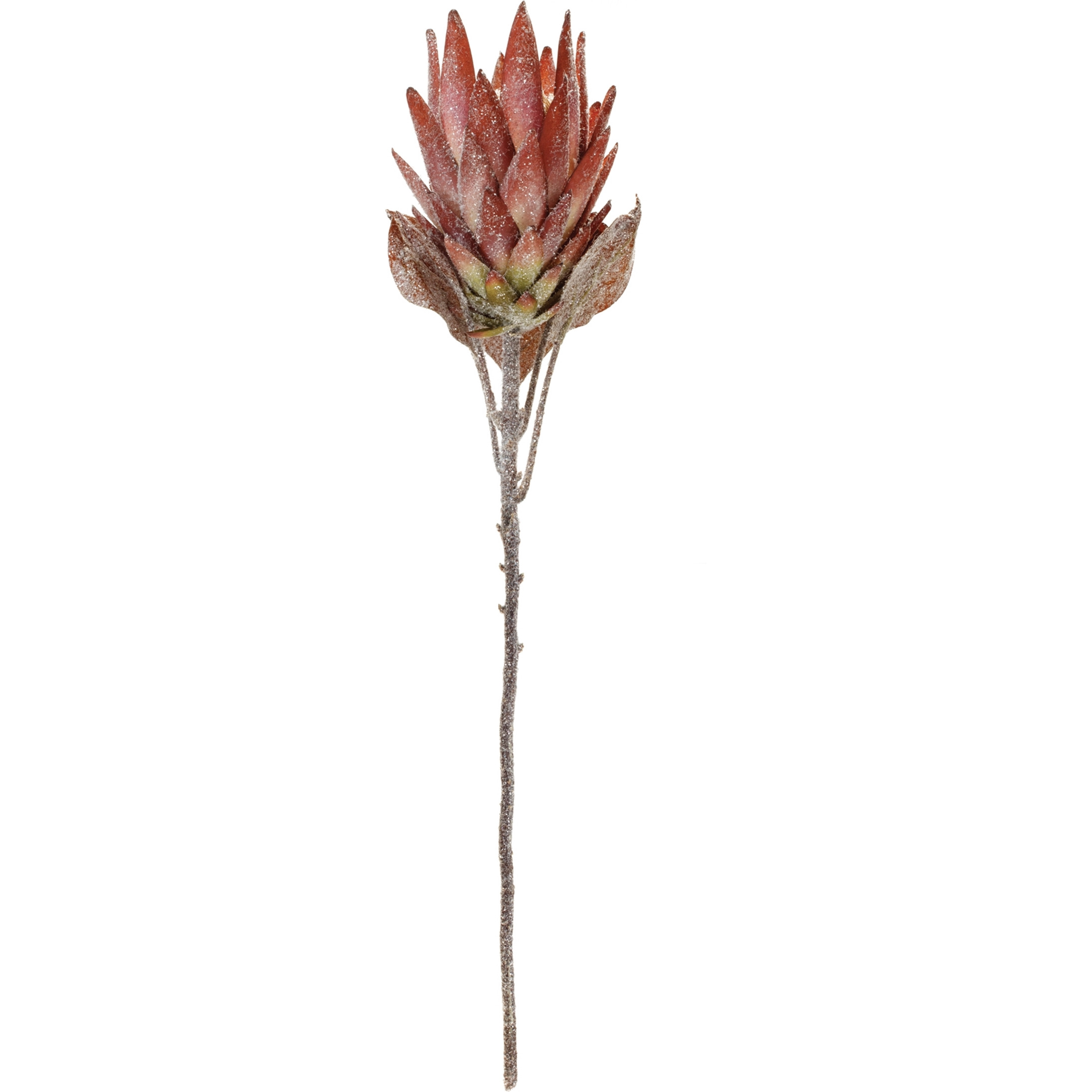 Orange Protea Flower Stem (Set of 2)