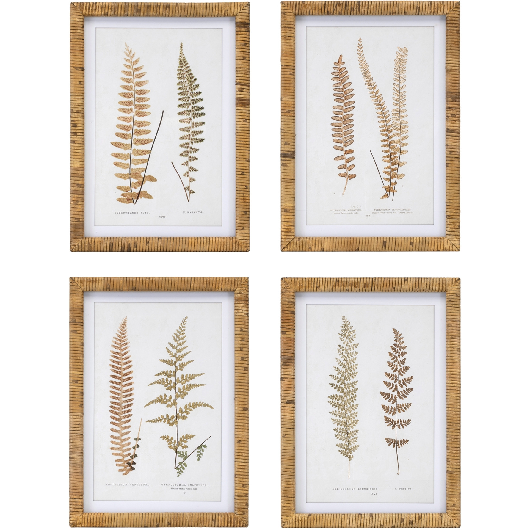 Wood Framed Fern Print (Set of 4)