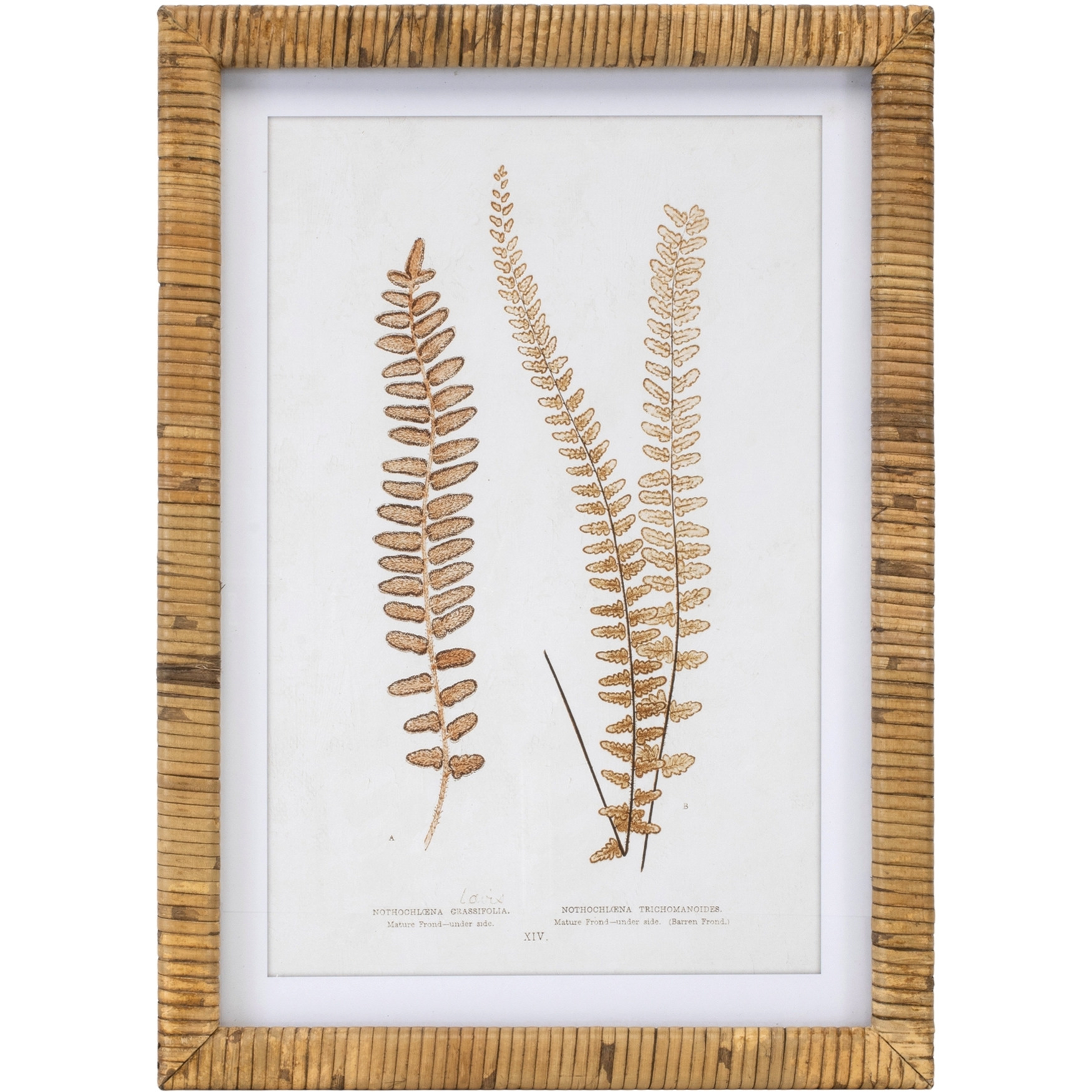 Wood Framed Fern Print (Set of 4)