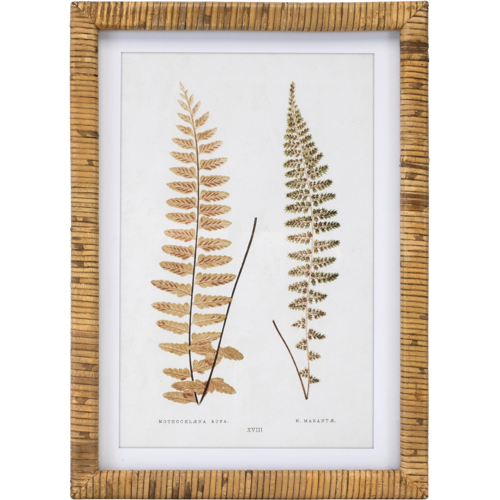 Wood Framed Fern Print (Set of 4)