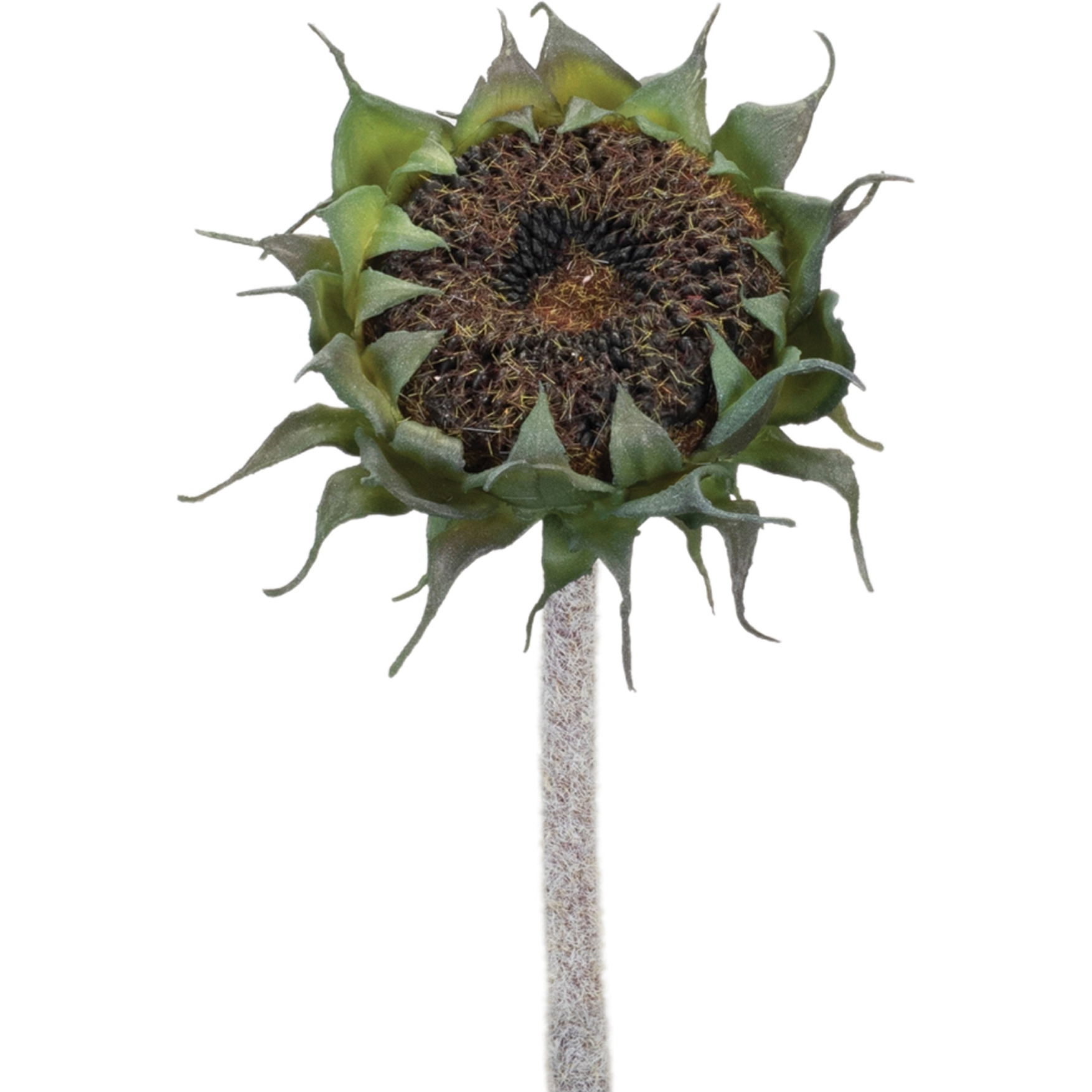 Brown Sunflower Stem (Set of 6)