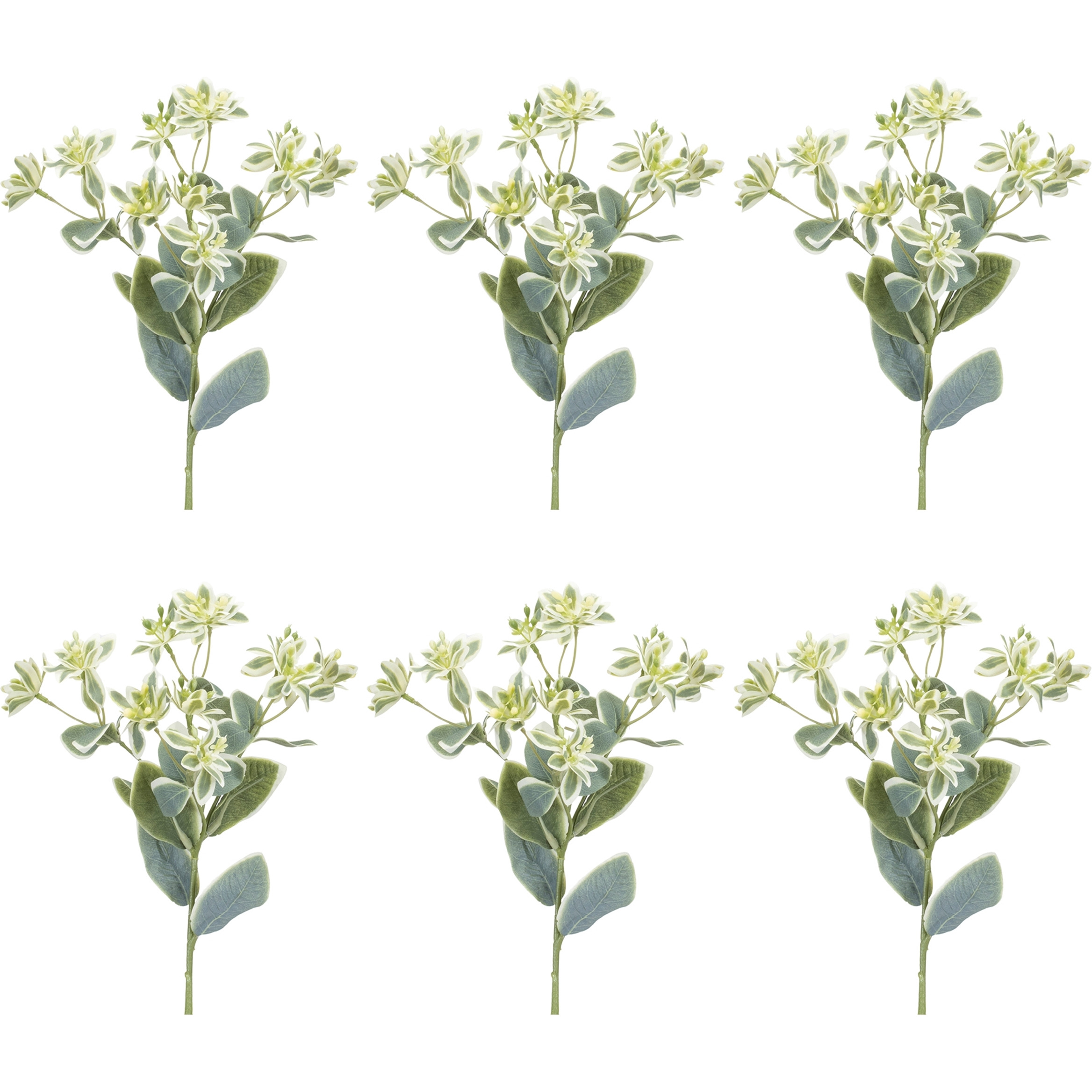 Euphorbia Floral Stem (Set of 6)