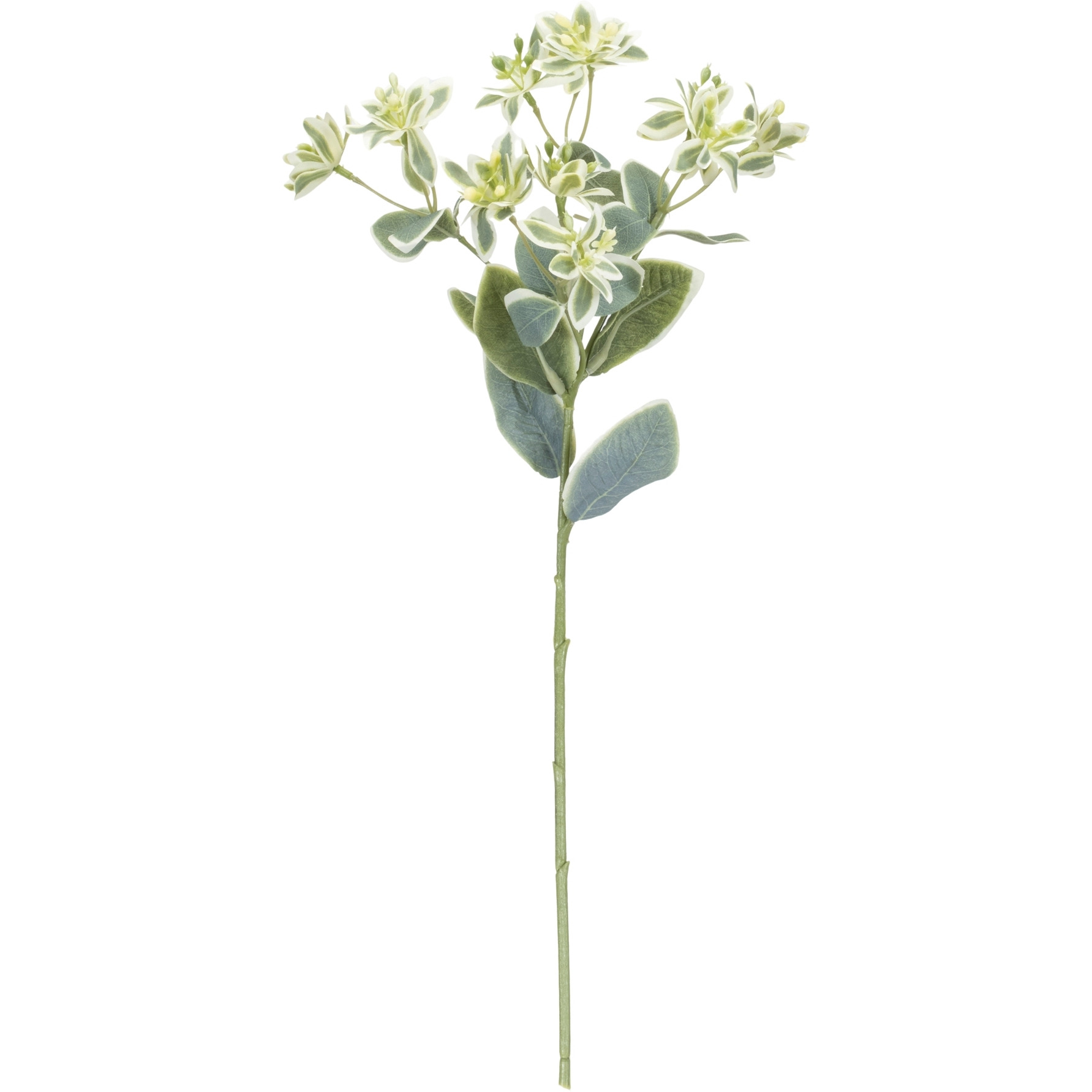 Euphorbia Floral Stem (Set of 6)