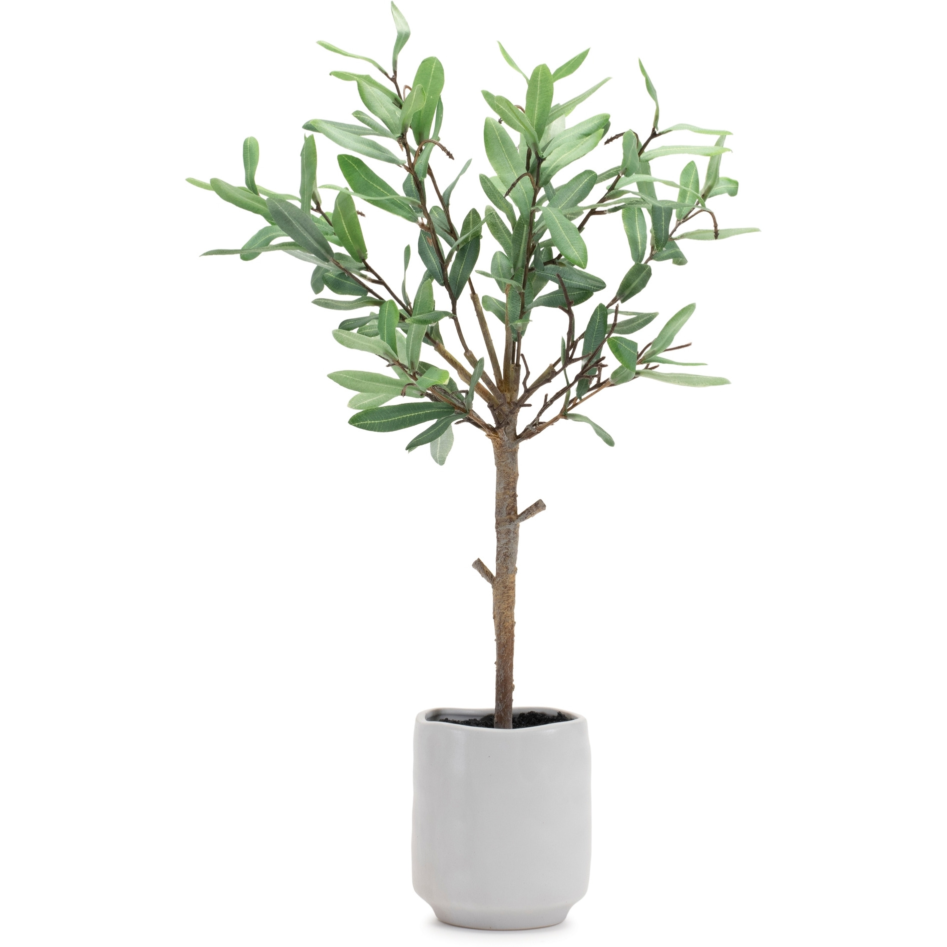 Potted Olive Leaf Topiary 21.5&quotH