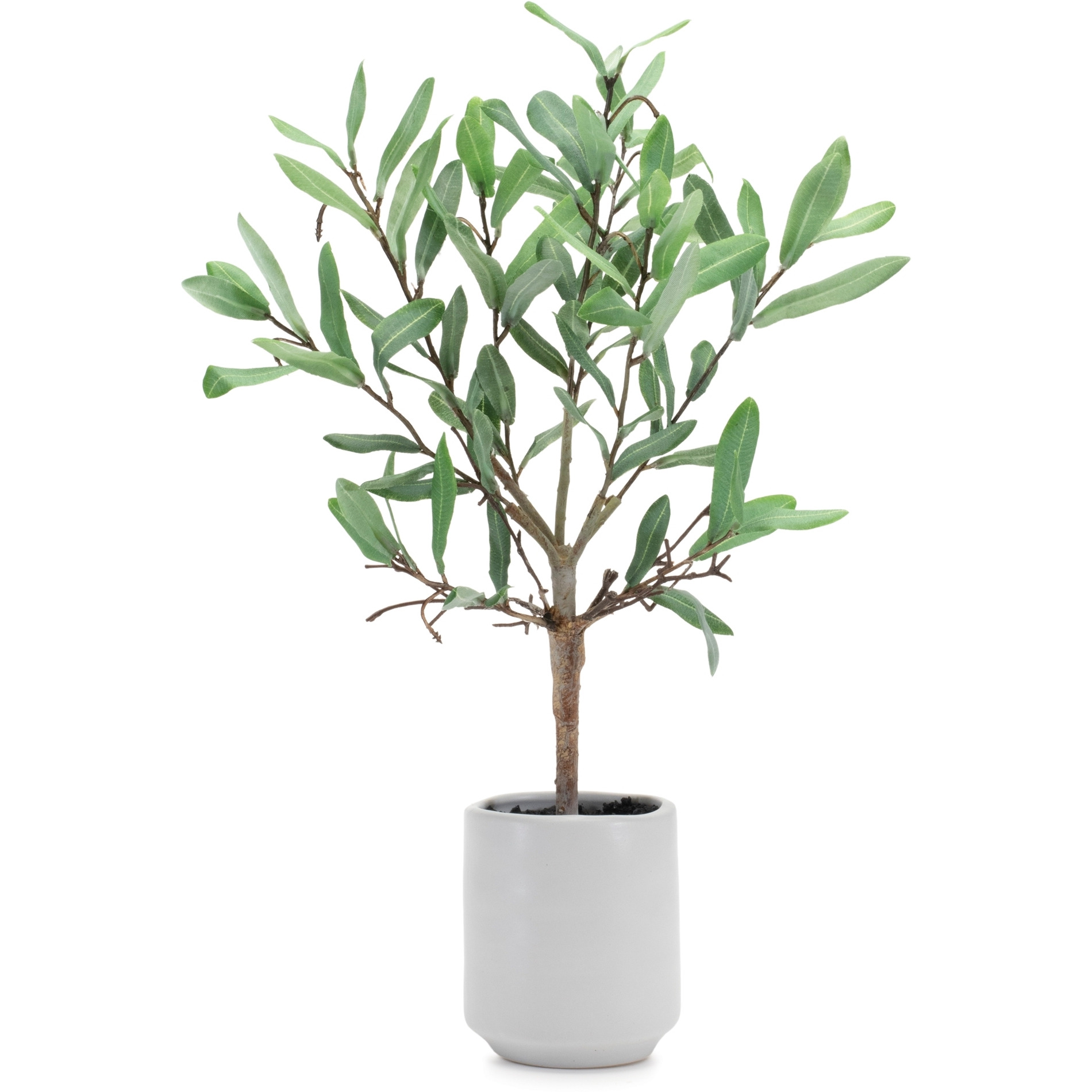 Potted Olive Leaf Topiary 17.5&quotH