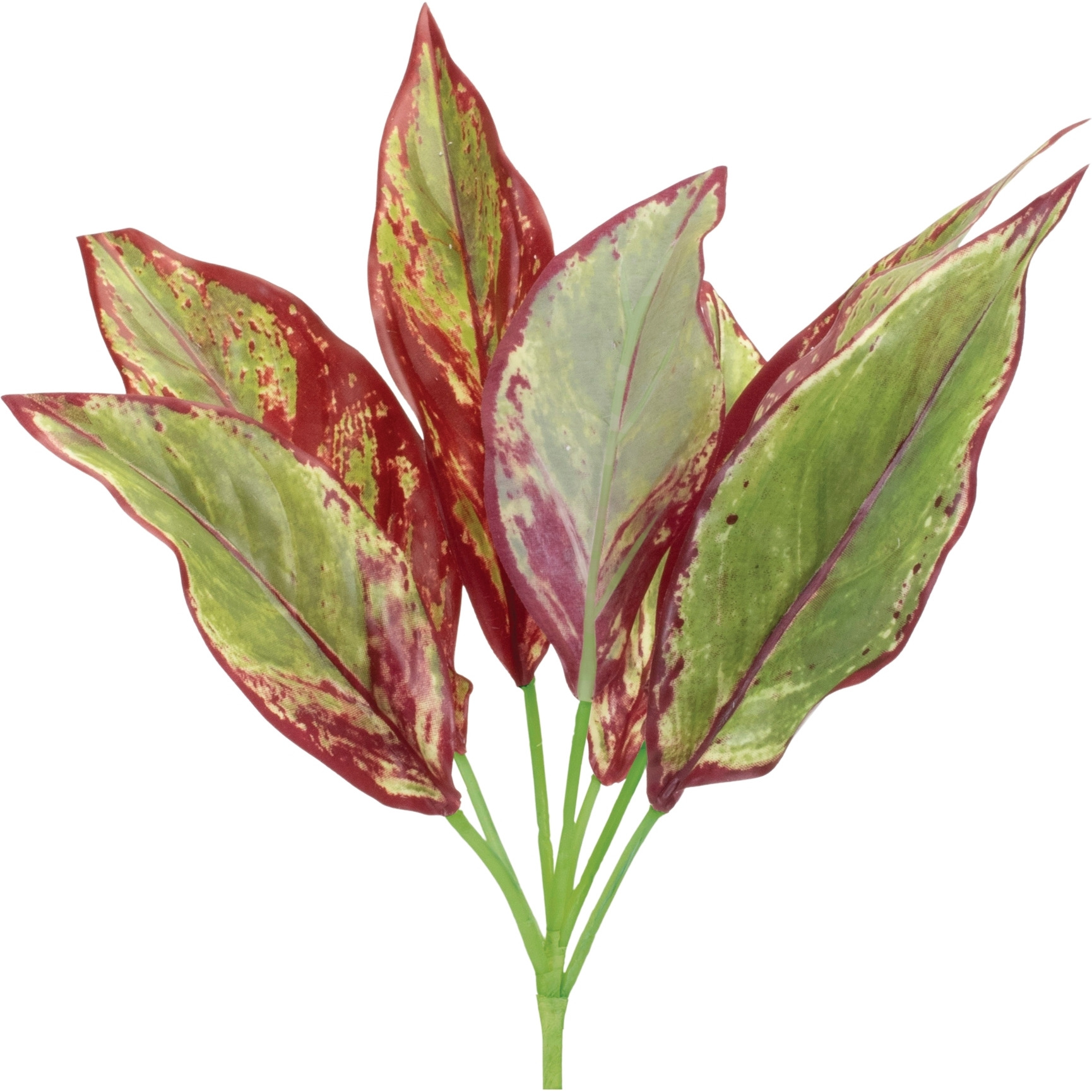 Variegated Foliage Plant (Set of 6)