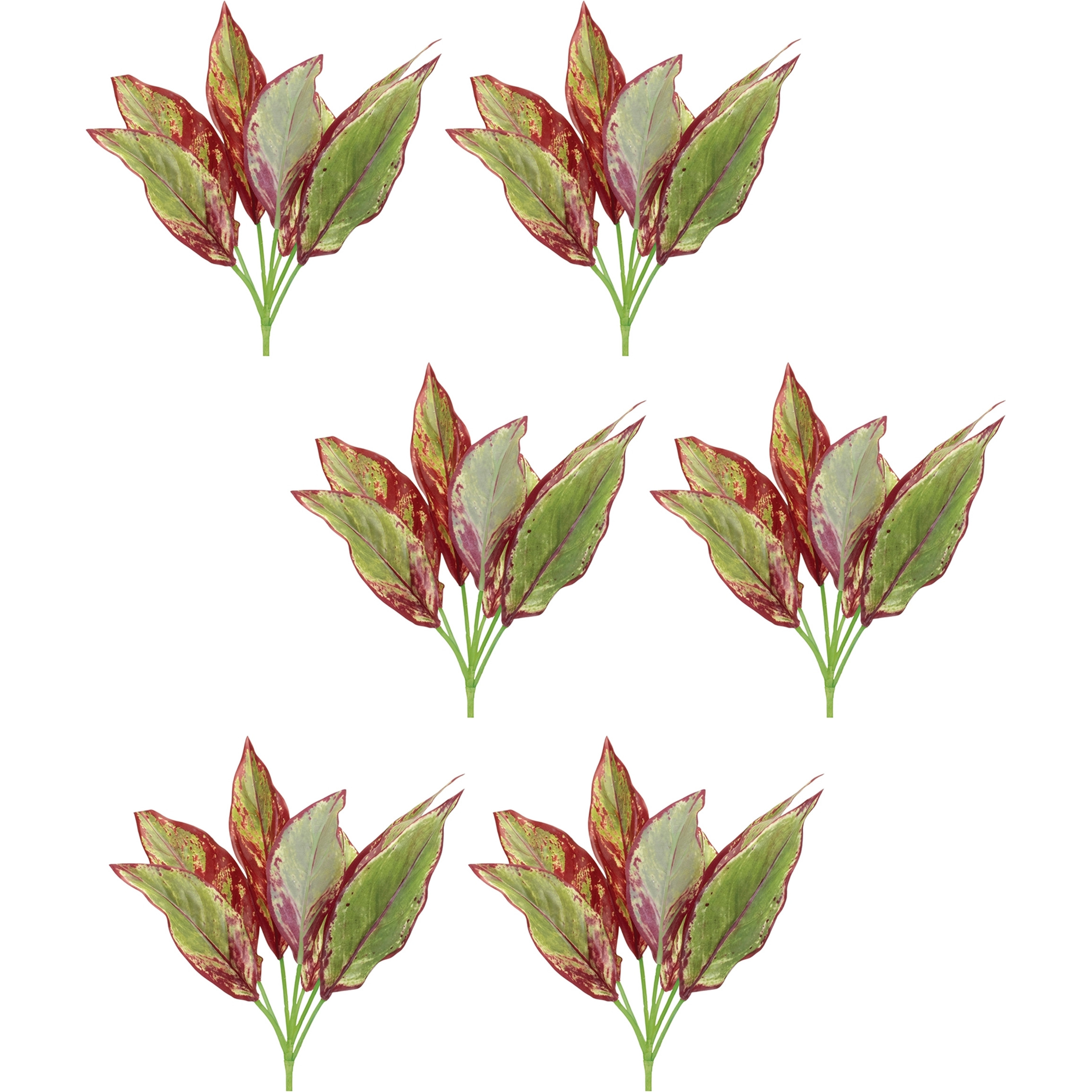 Variegated Foliage Plant (Set of 6)