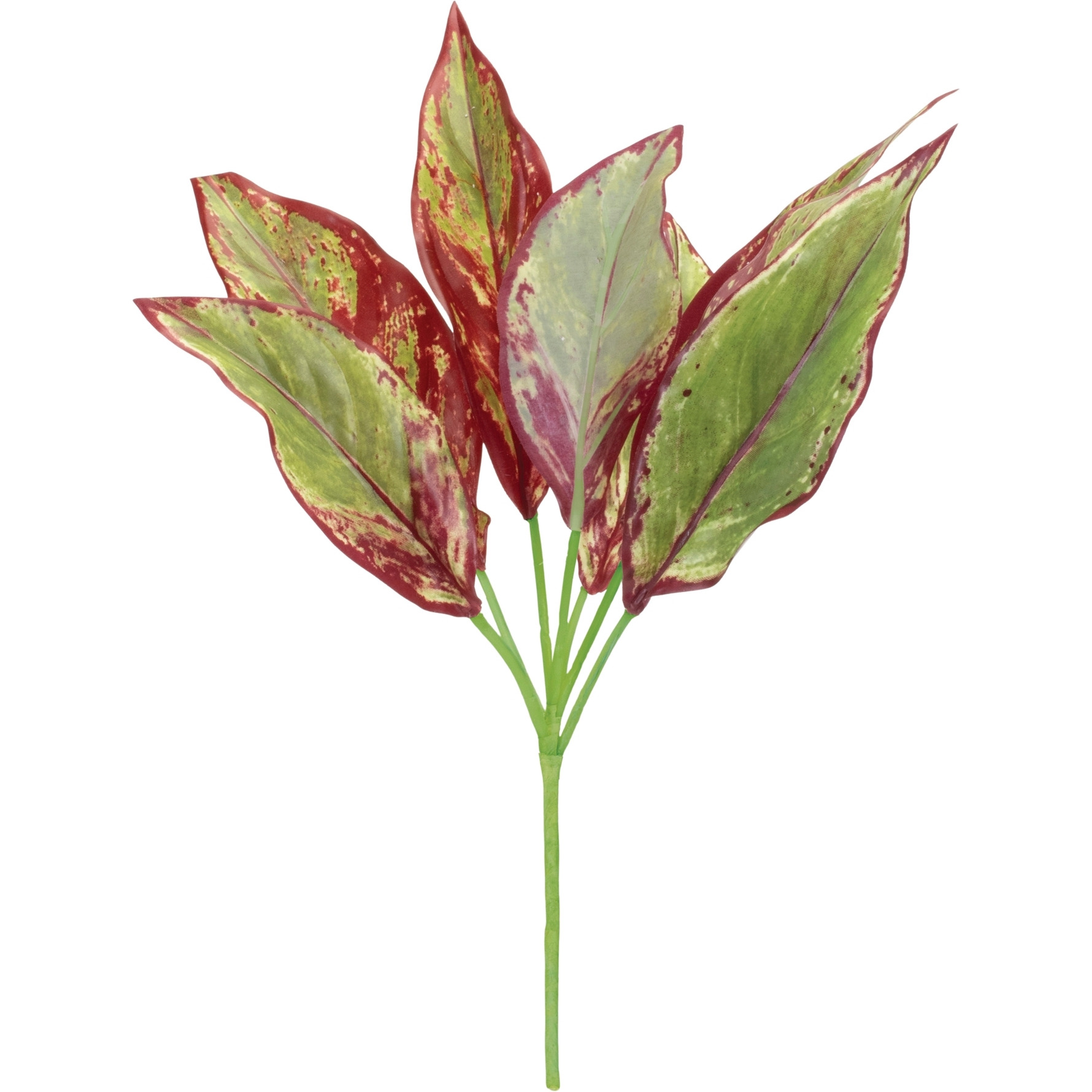 Variegated Foliage Plant (Set of 6)