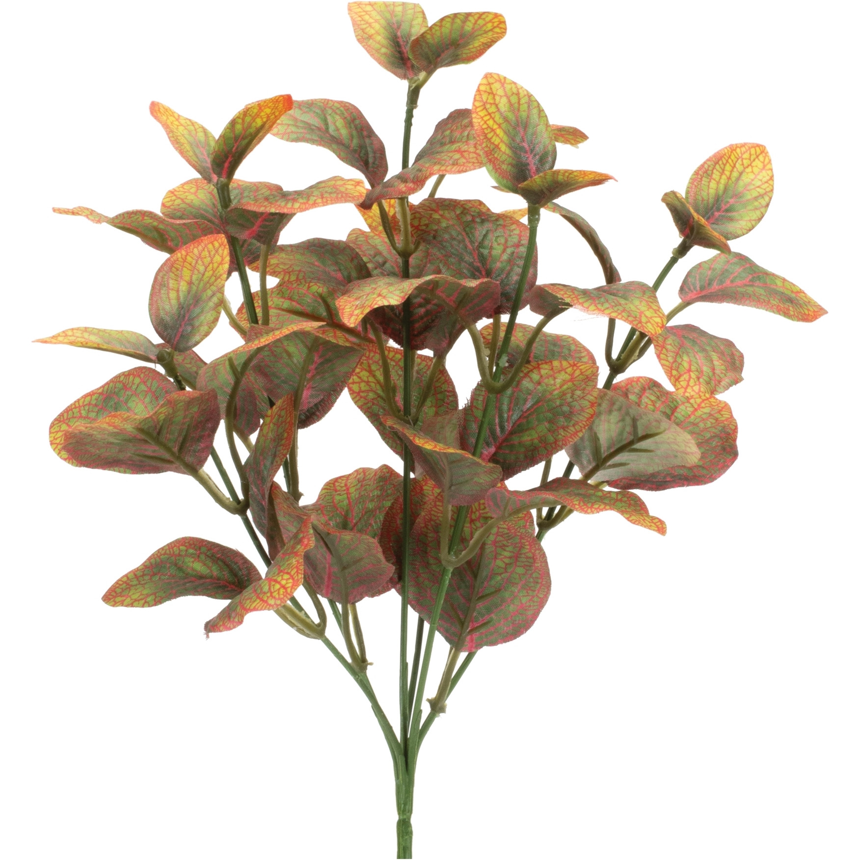 Variegated Foliage Plant (Set of 6)