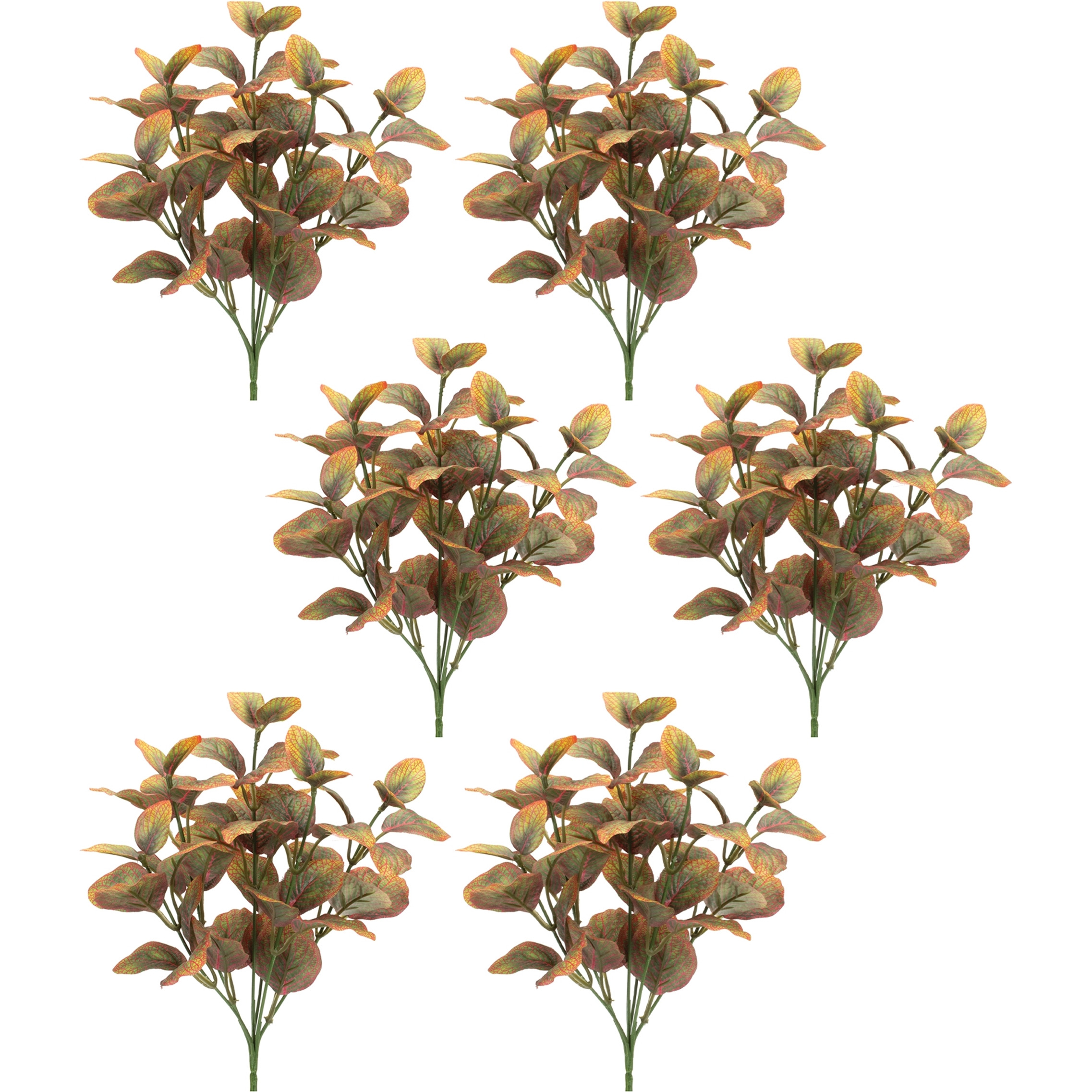 Variegated Foliage Plant (Set of 6)