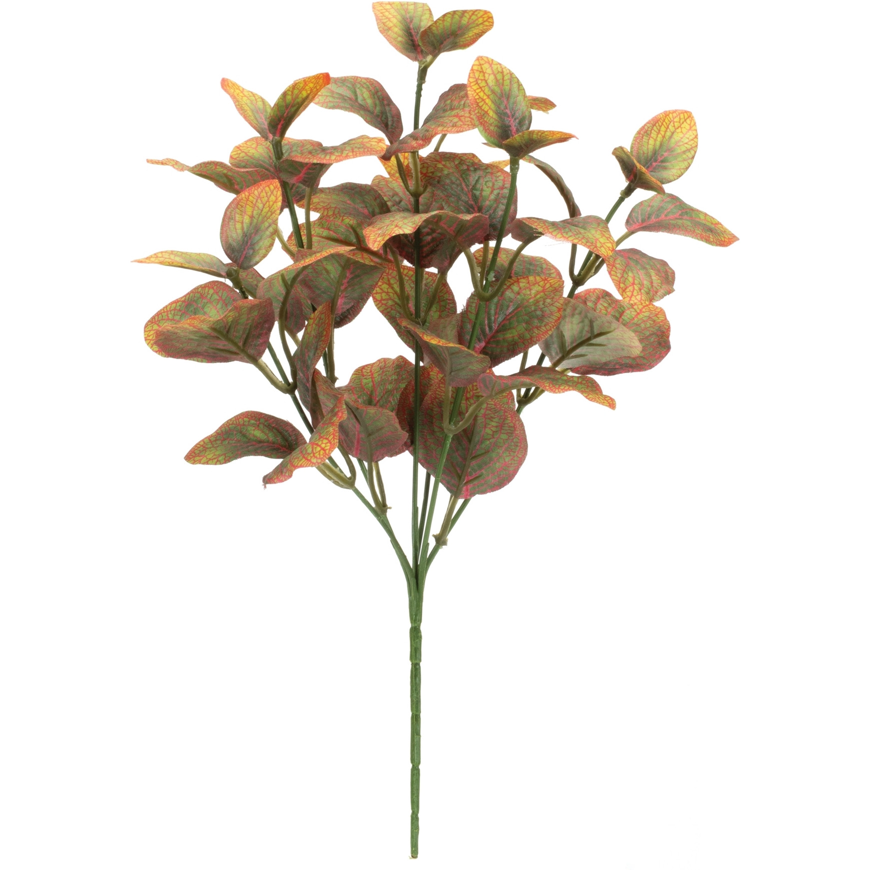 Variegated Foliage Plant (Set of 6)