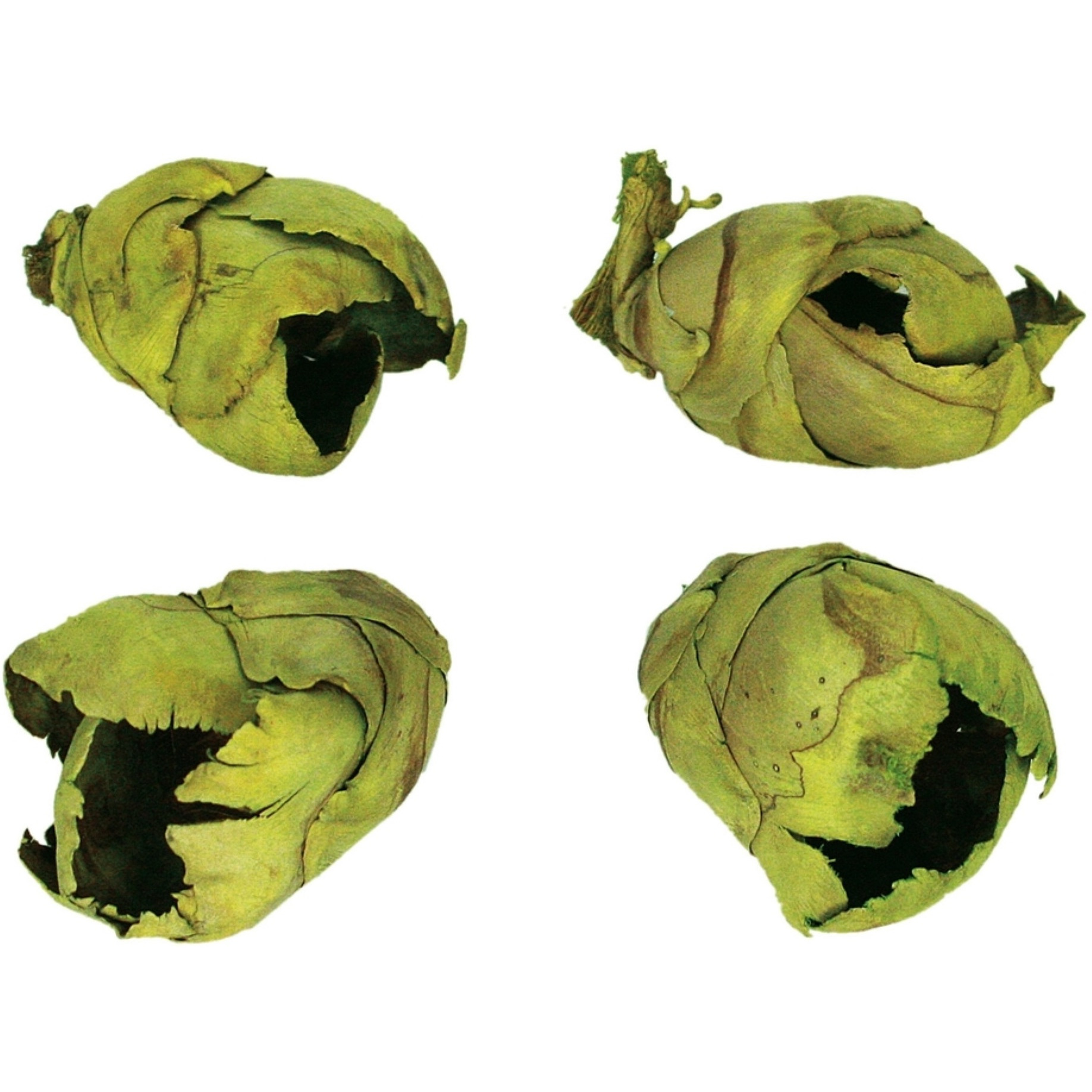 2-3" Basil Cacho Pods 60/Cs