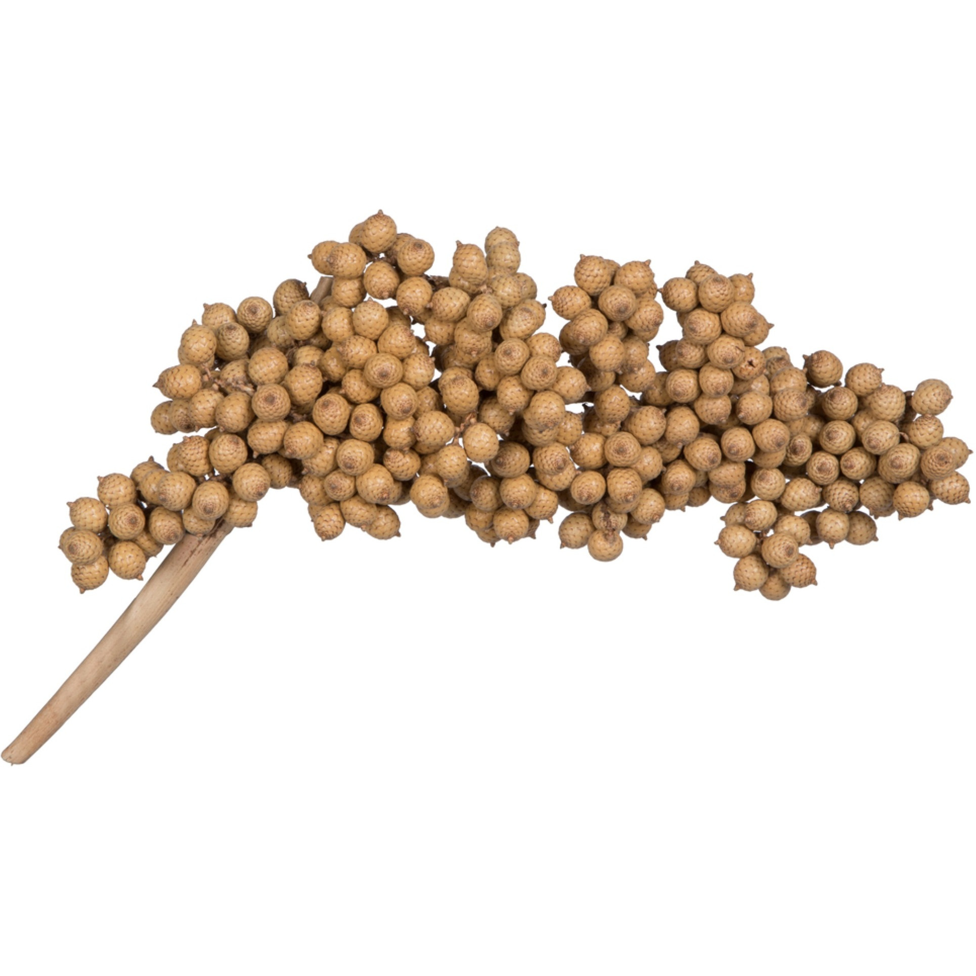 6"-8" Canella Natural 25/pk