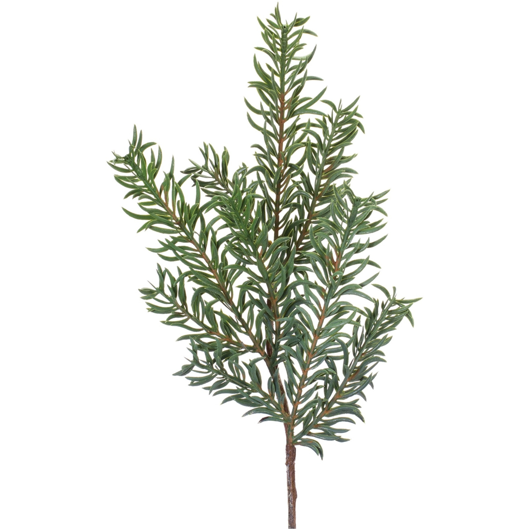 Pine Spray (Set of 24)