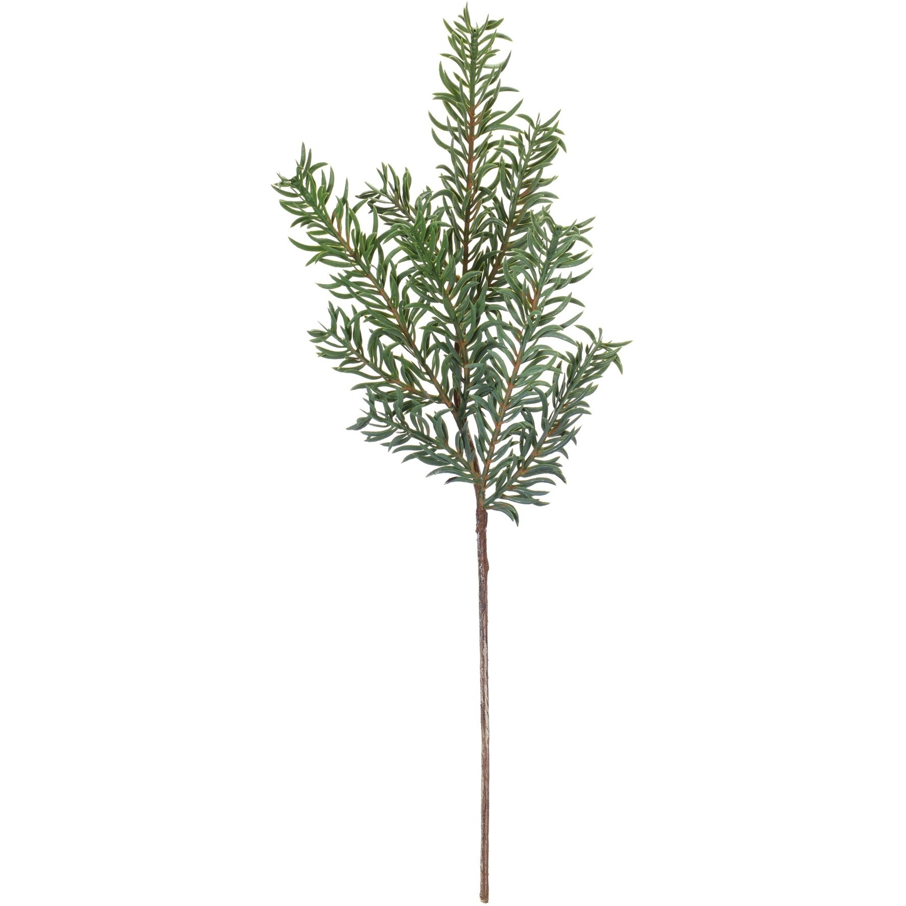 Pine Spray (Set of 24)